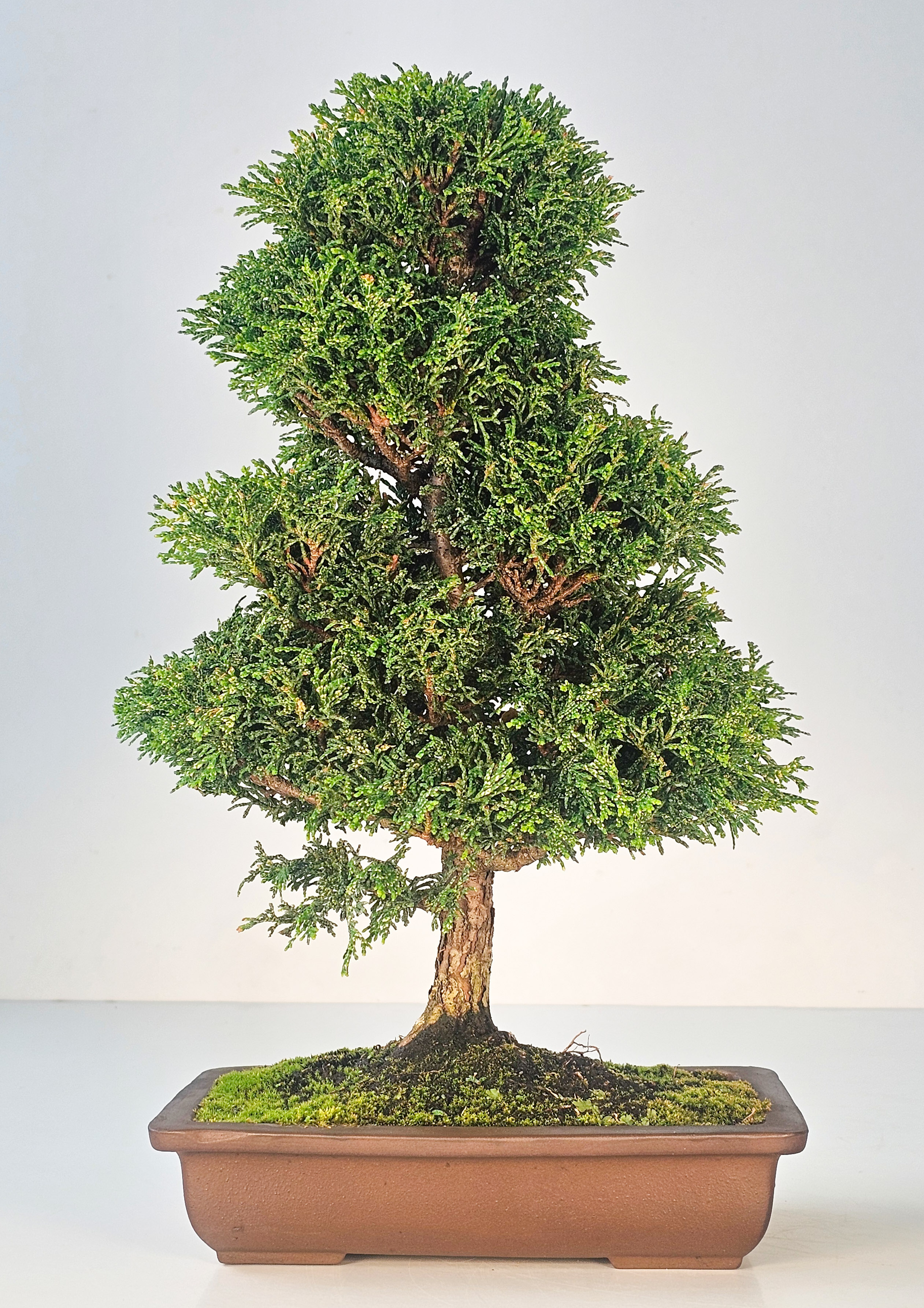 Bonsai Chamaecyparis obtusa 38,5 cm 