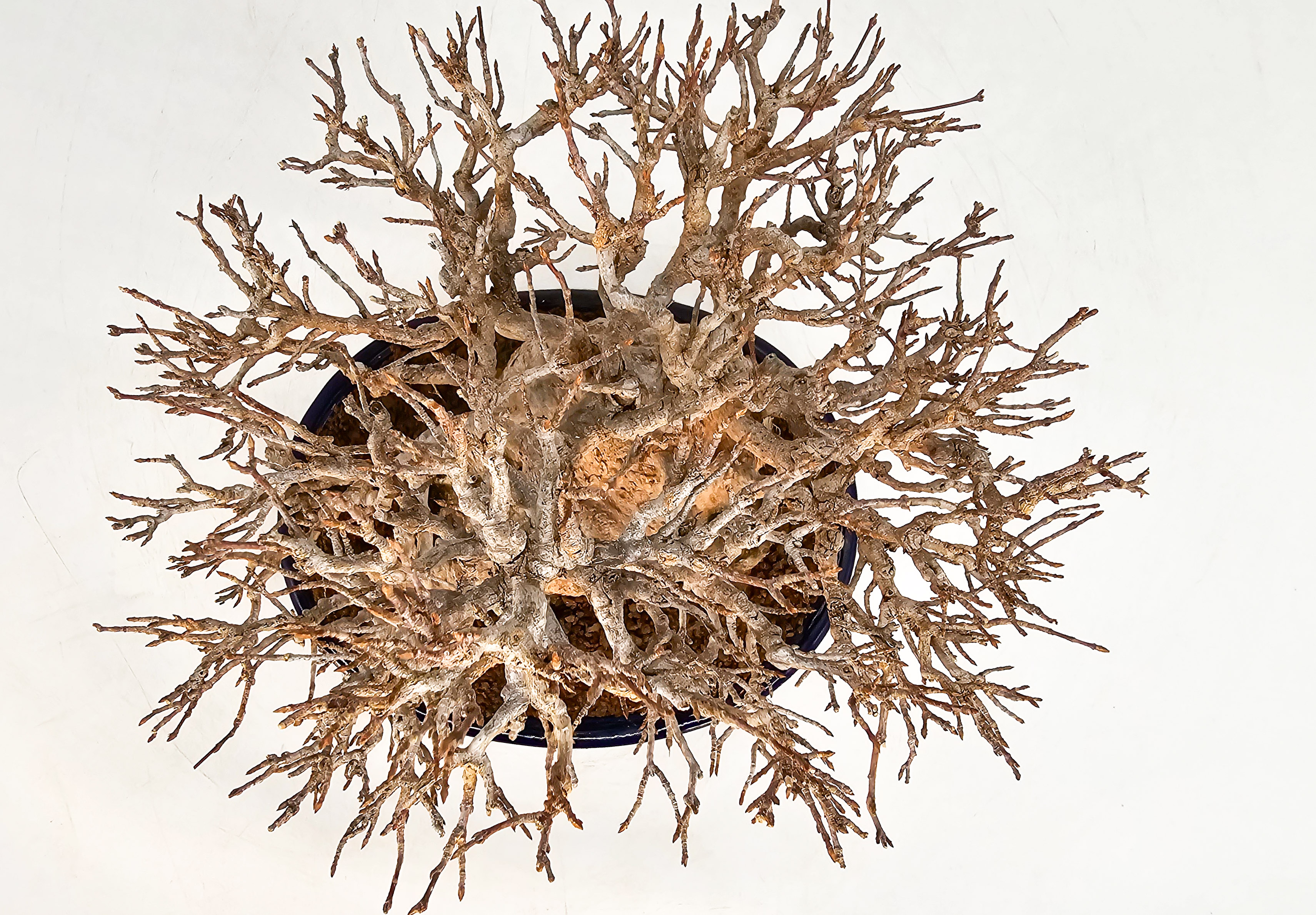 Bonsai Dreispitzahorn - Acer buergerianum 20cm Video!! Bonsai Dreispitzahorn - Acer buergerianum 20cm Video!!