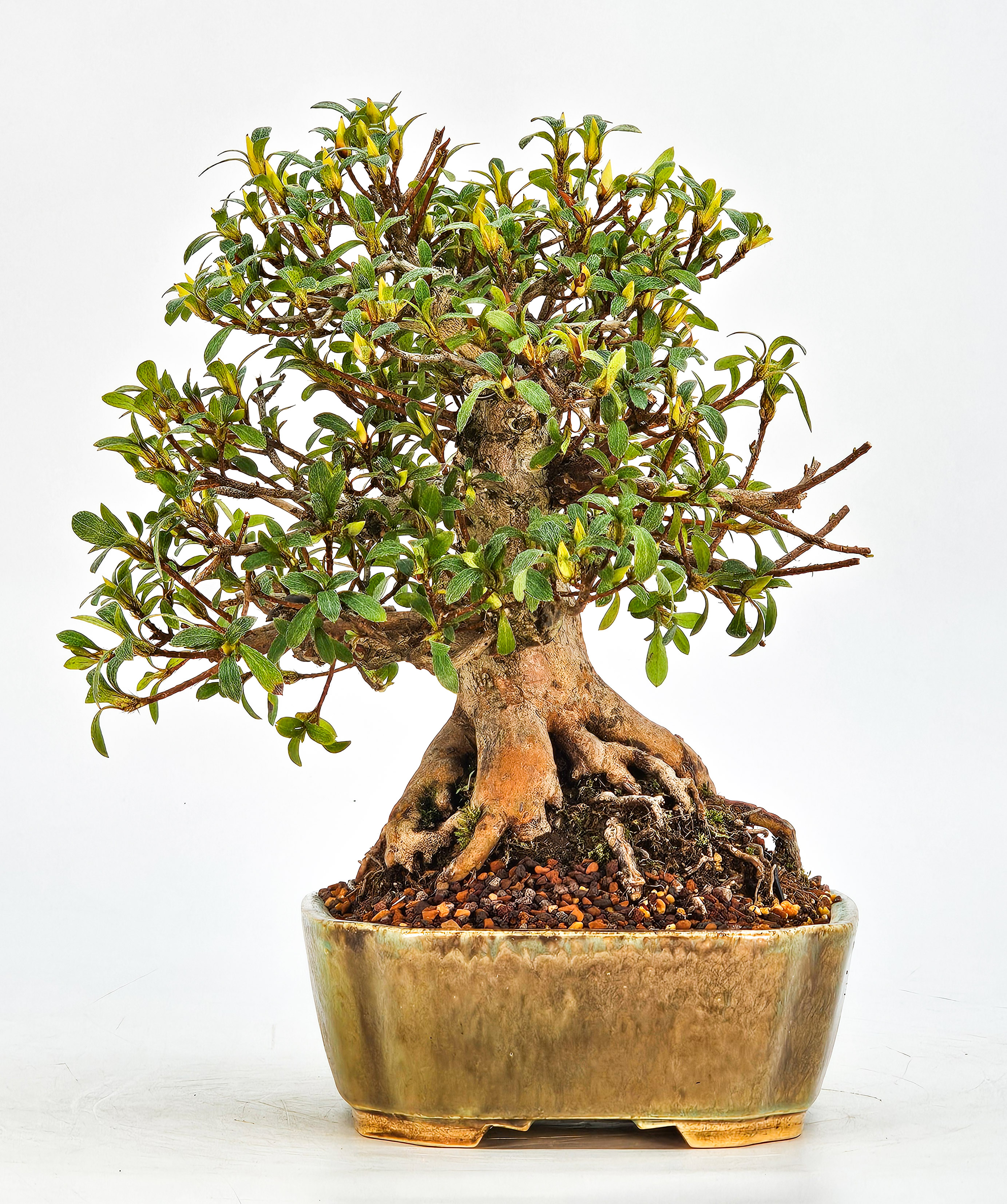 Bonsai Azalee Rhododendron indicum - Hi-no-maru - Shohin 21cm