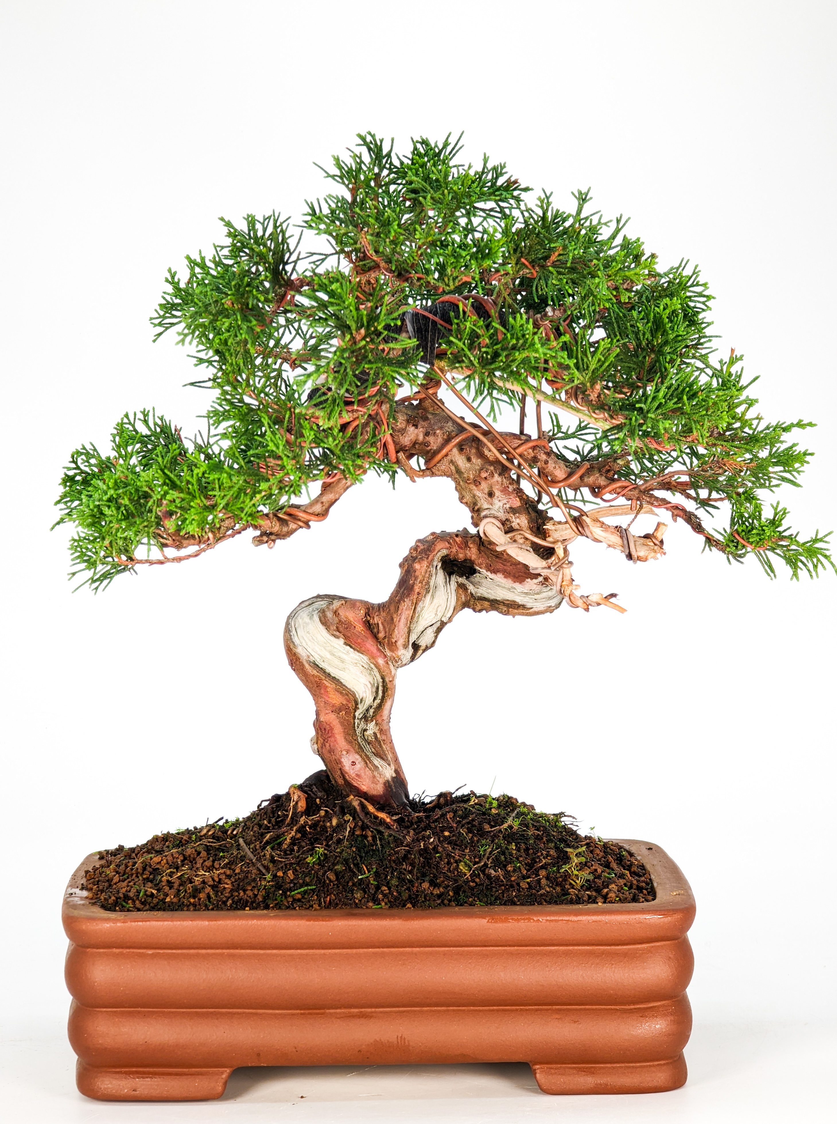 Bonsai Wacholder Juniperus Itoigawa 27cm