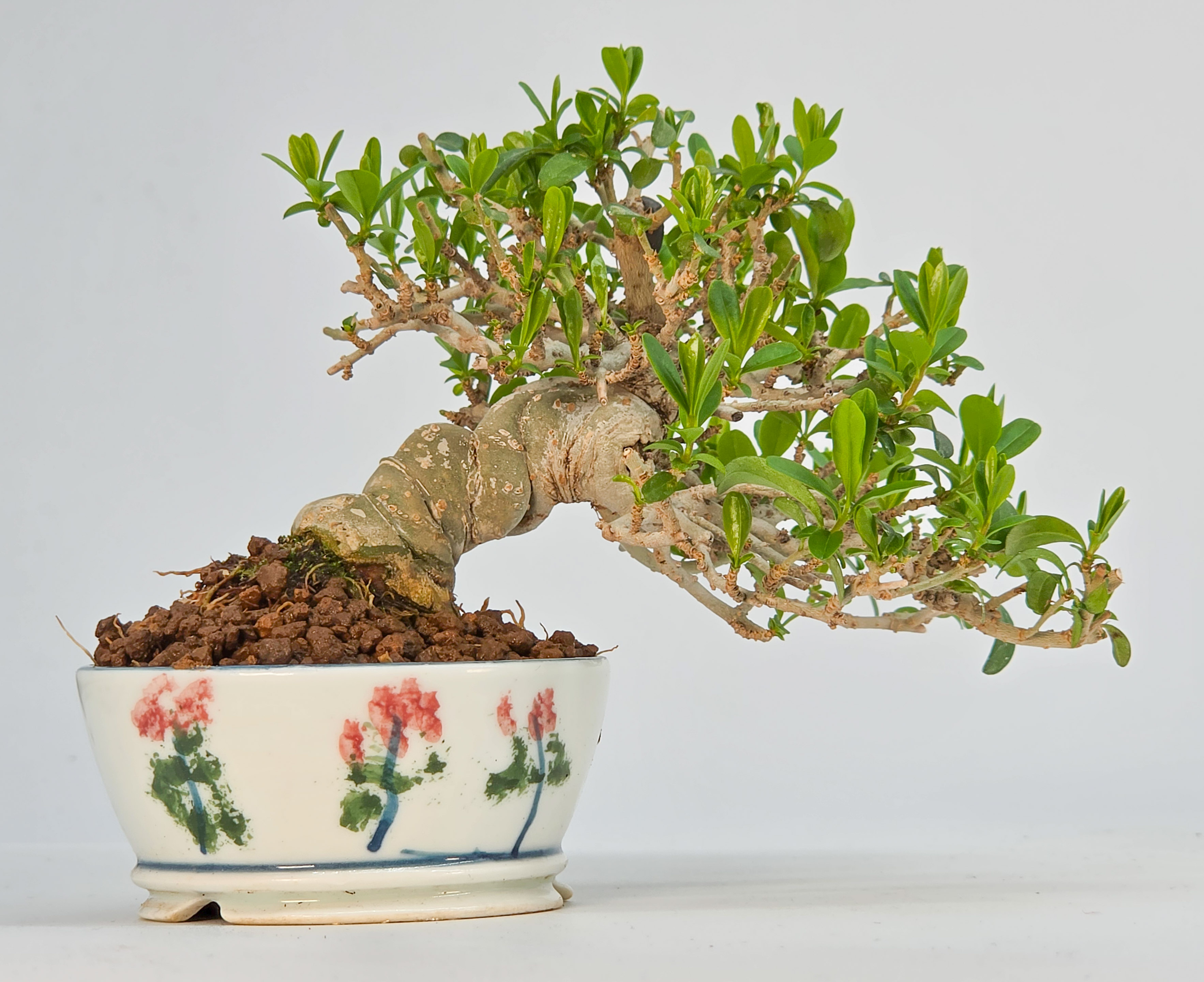 Bonsai Japanischer Liguster - Ligustrum japonicum Shohin 8cm