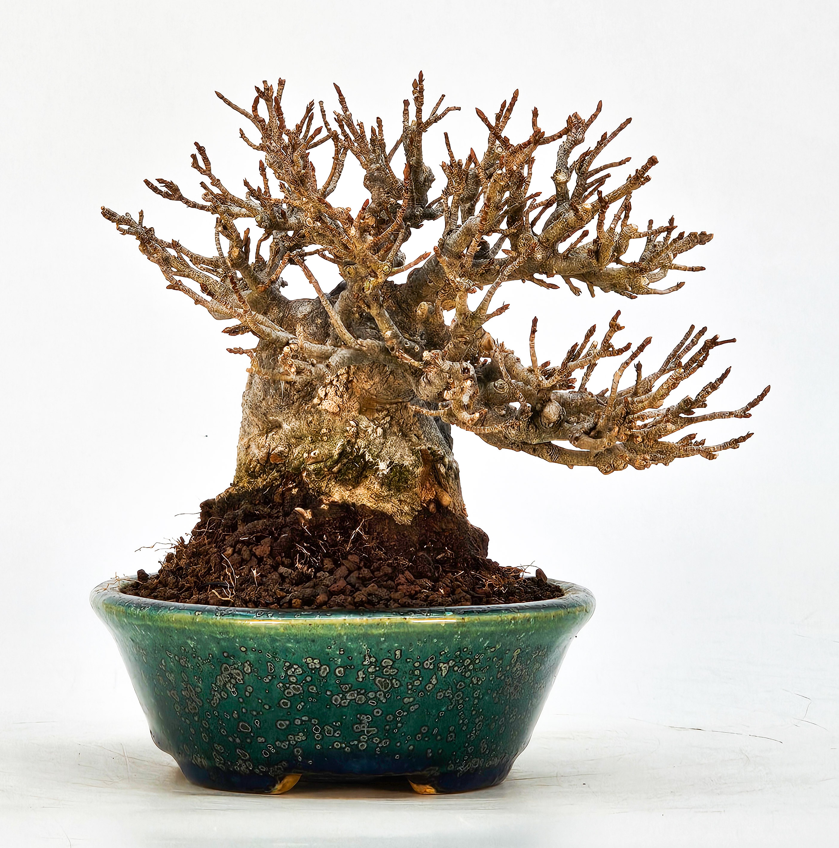 Bonsai Dreispitzahorn - Acer buergerianum Ishizuki Shohin 11cm
