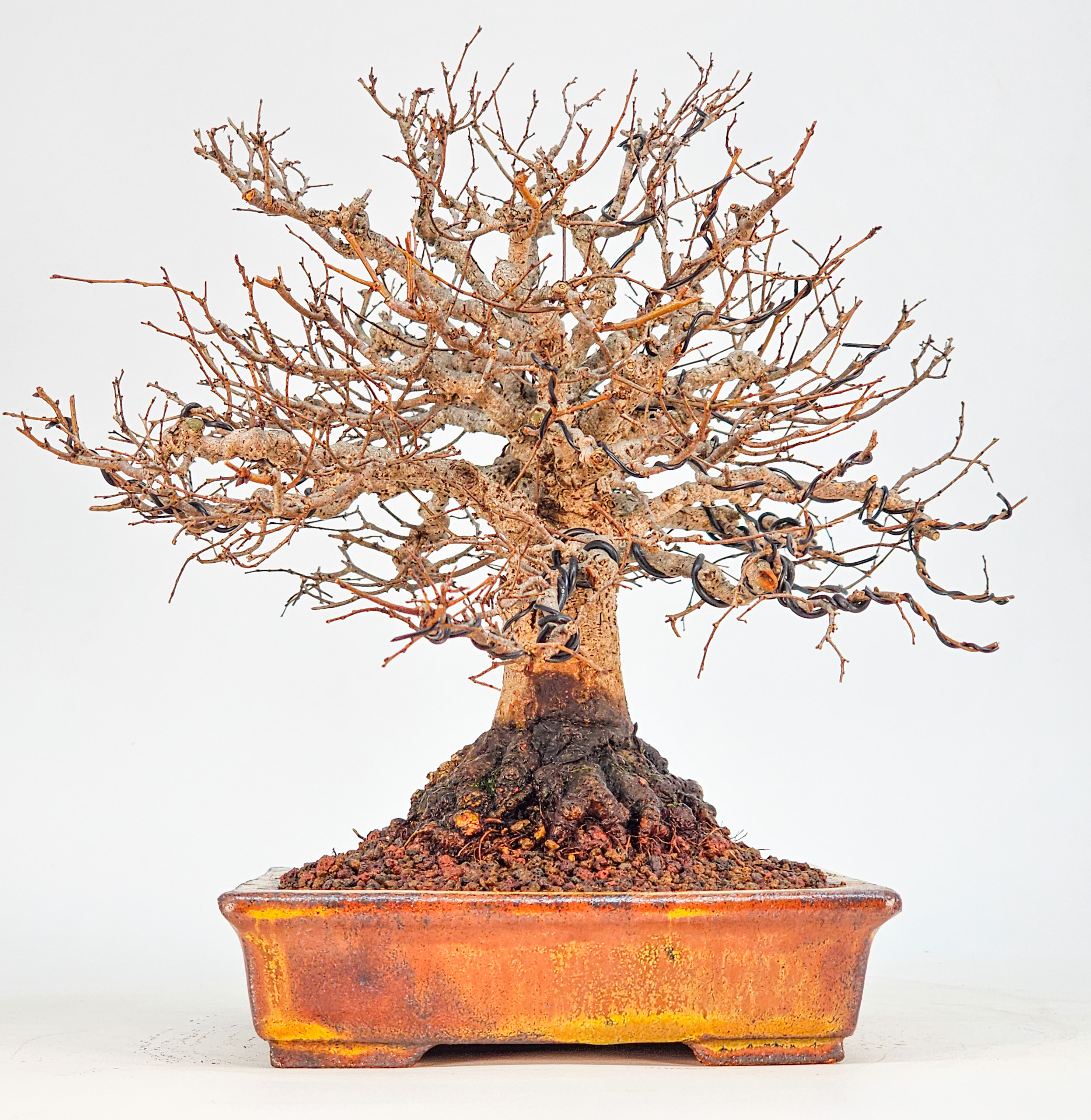 Bonsai Premium Zelkova serrata Shohin 18cm