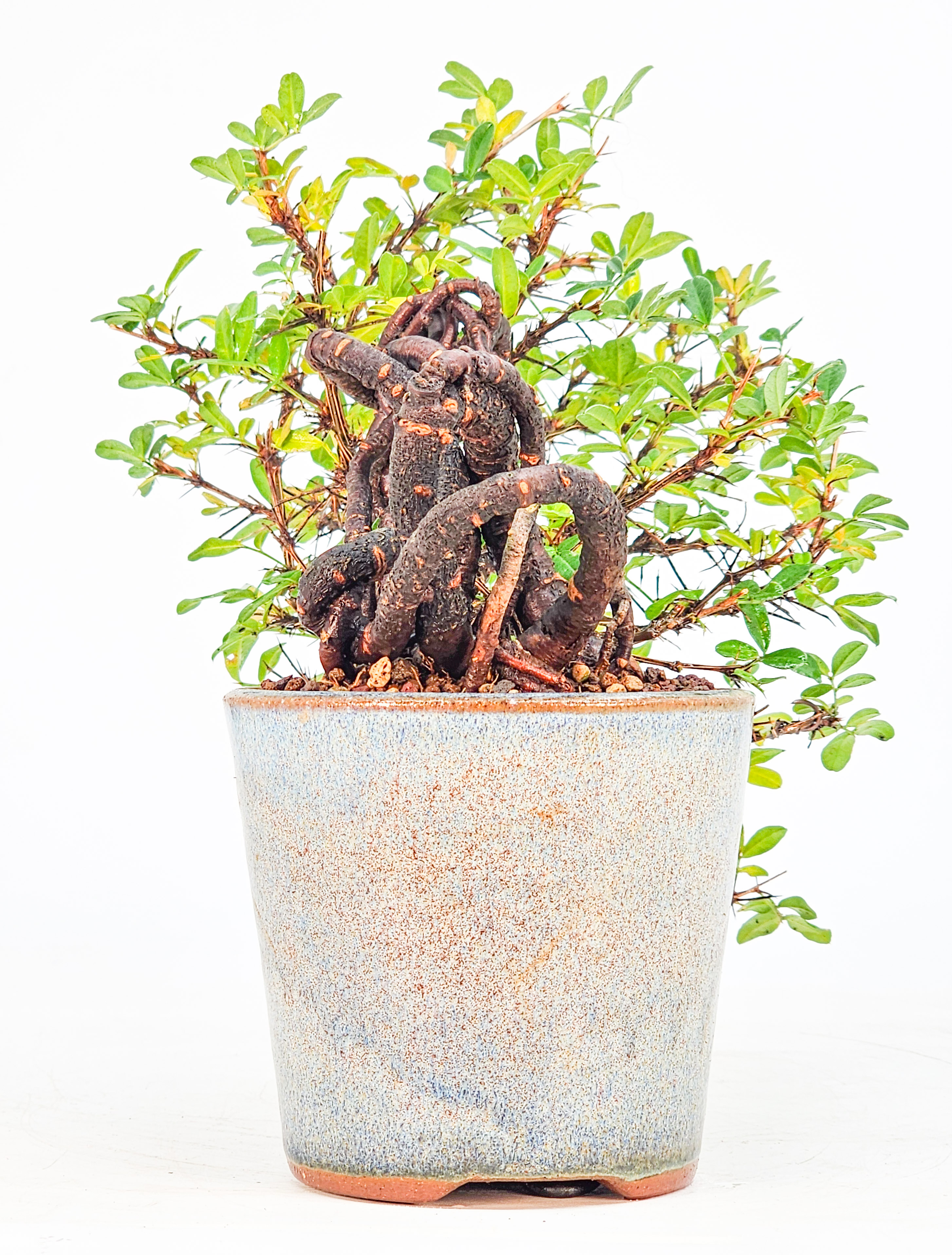Bonsai Chinesischer Erbsenstrauch- Caragana sinica Shohin 10cm 