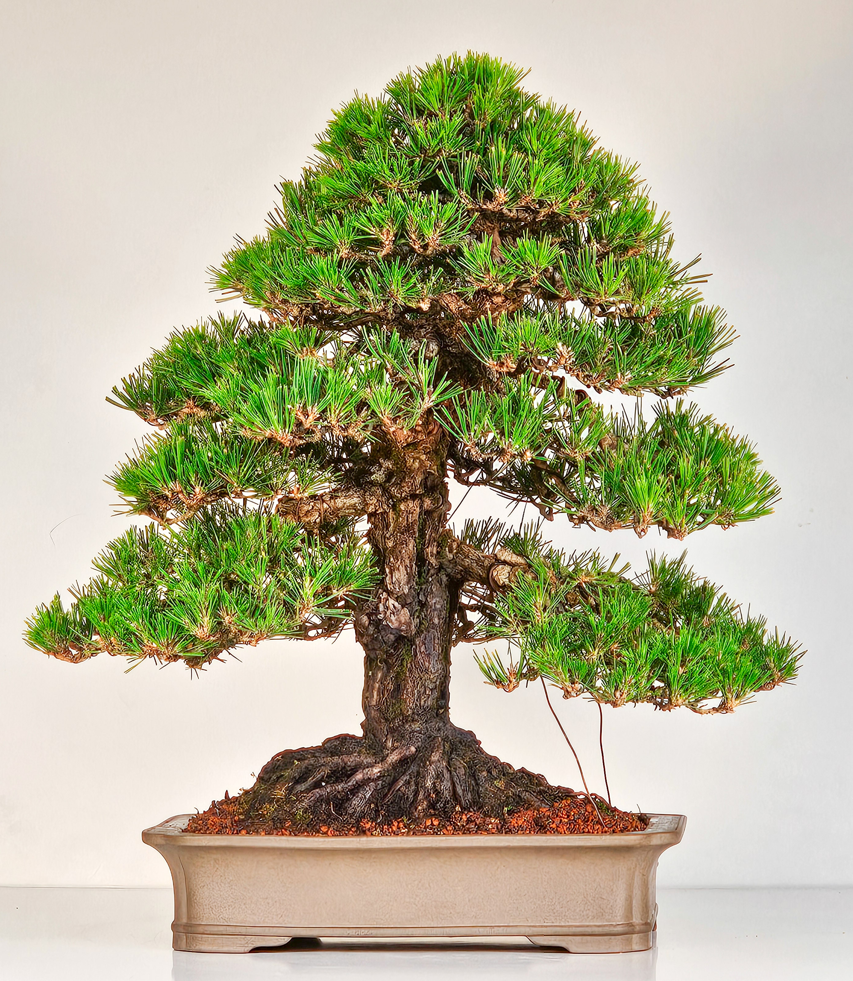 Bonsai Pinus densiflora Japanische Rotkiefer Rarität 58cm Video!