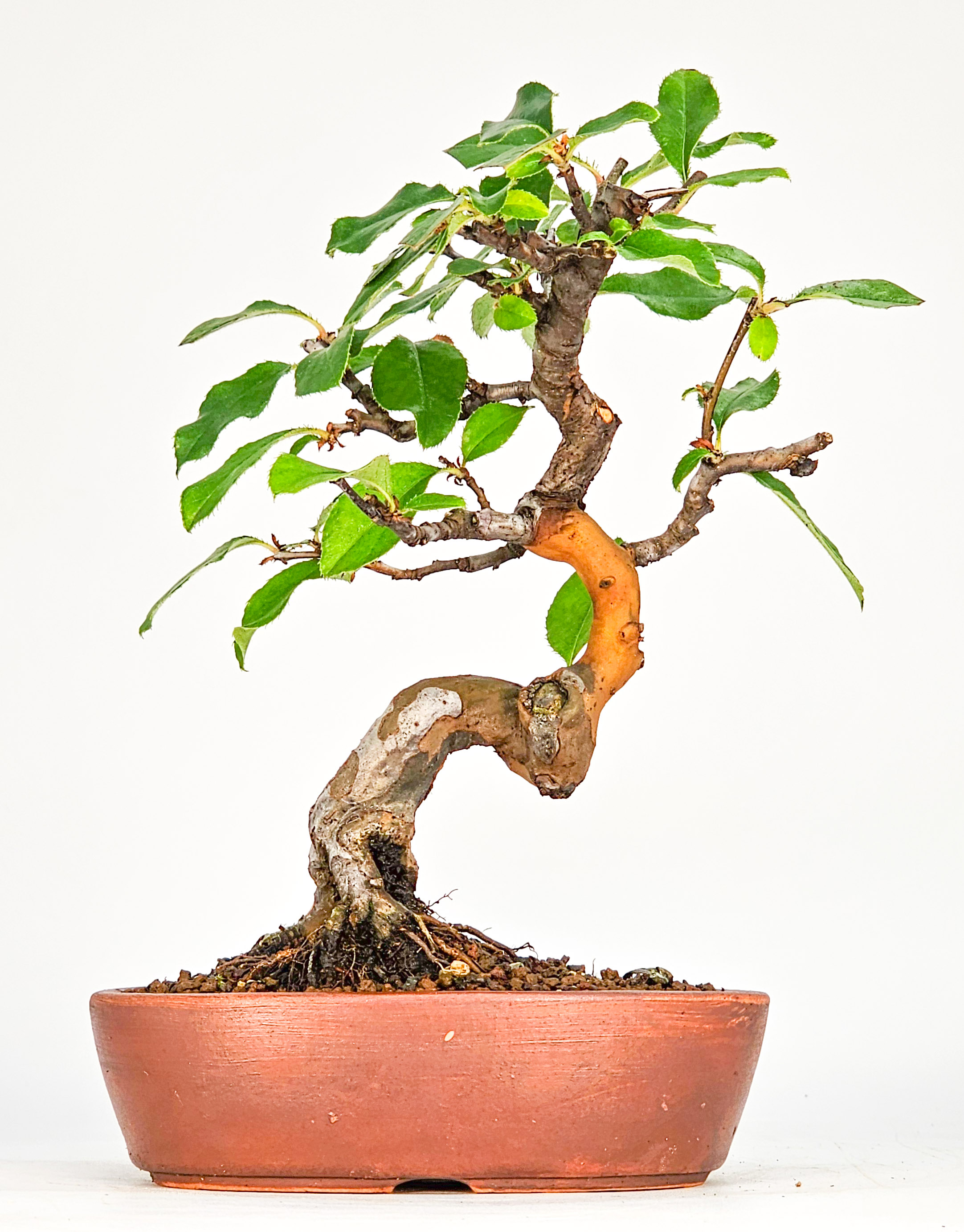 Bonsai Quitte - Pseudocydonia sinensis Shohin 17cm