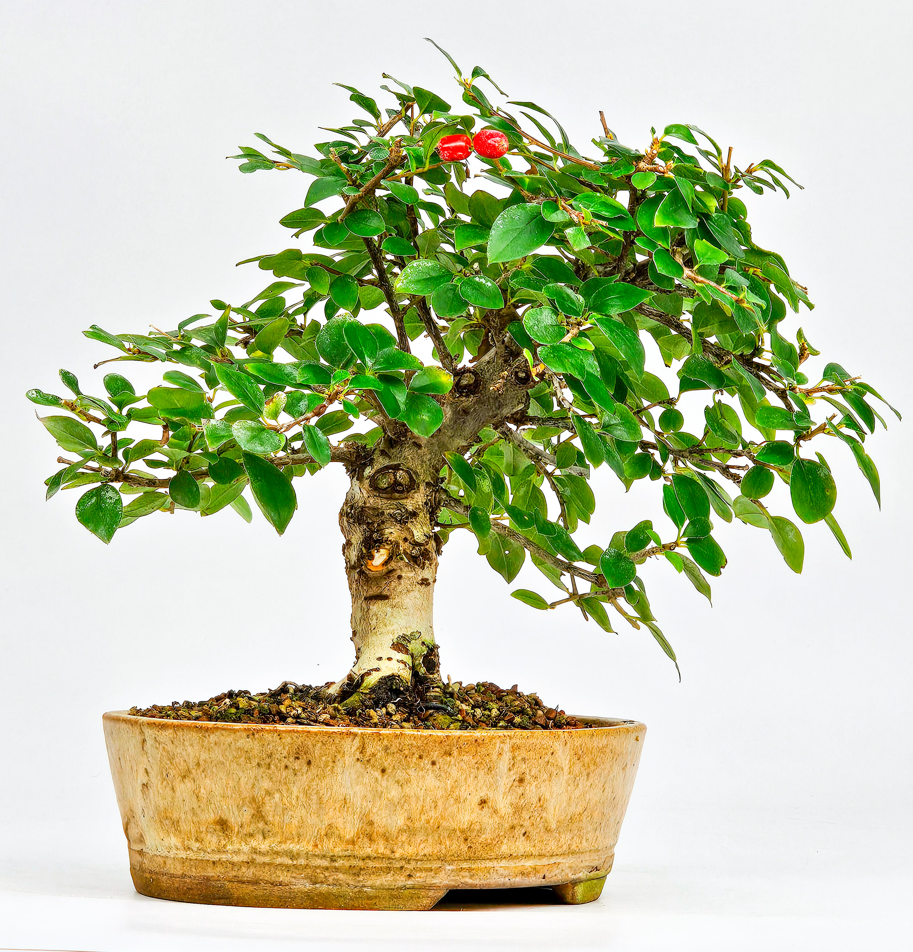 Bonsai Cotoneaster Zwergmispel Shohin 20cm