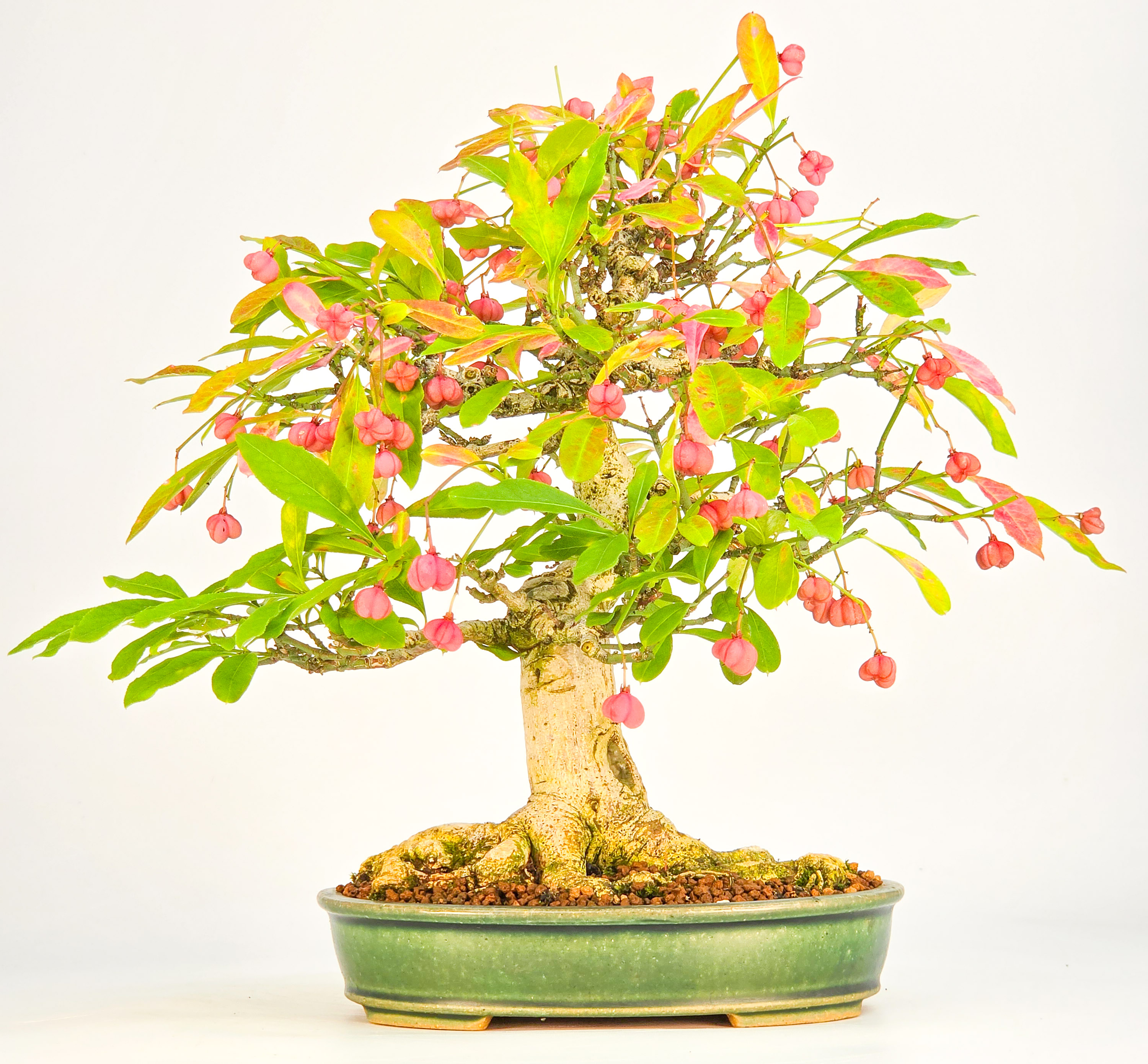 Bonsai Pfaffenhütchen - Euonymus europaeus 25cm