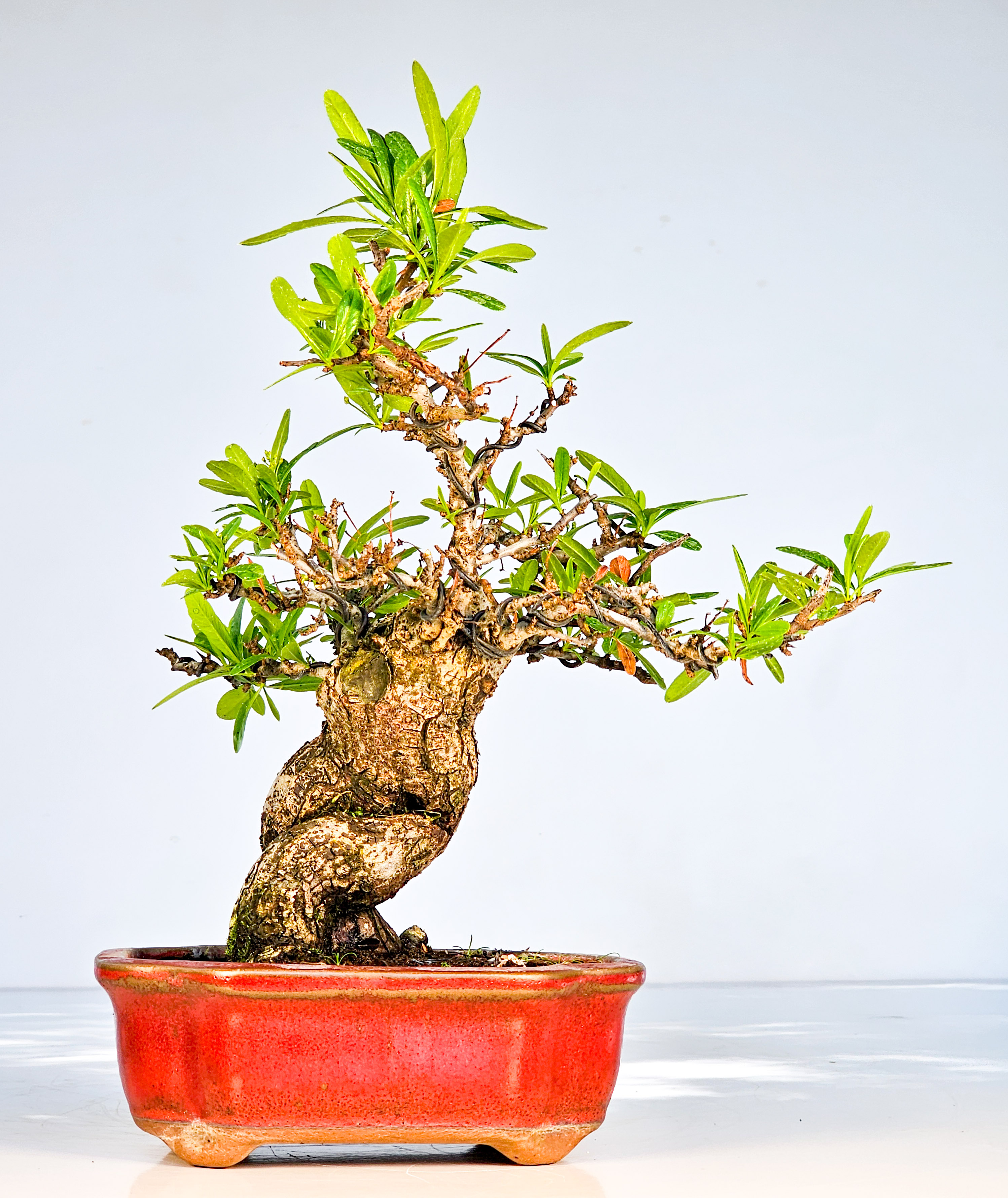 Bonsai Pyracantha - Feuerdorn Shohin 23cm  