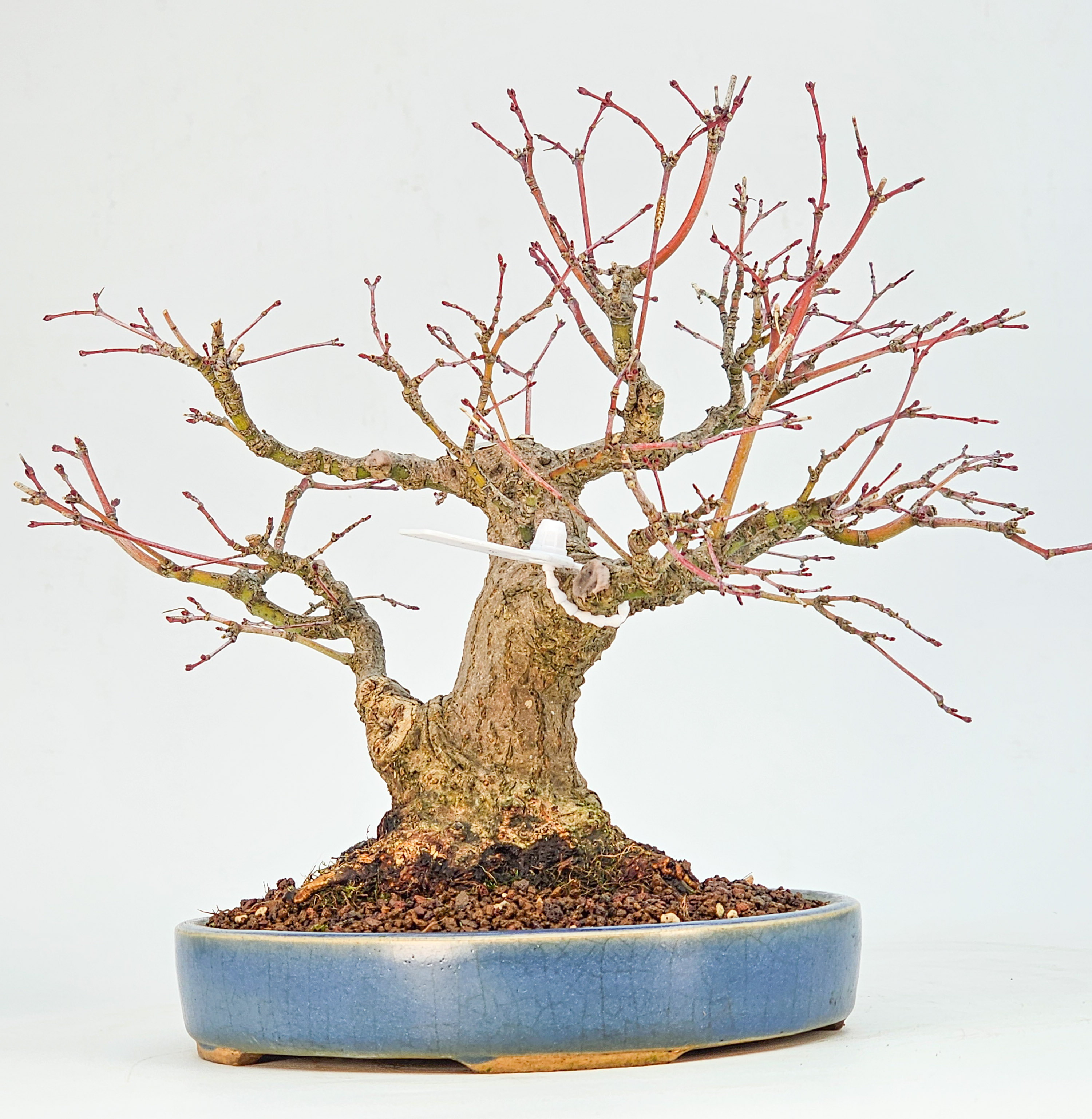 Bonsai Premium Fächerahorn - Acer palmatum Nagaragawa Shohin 20cm