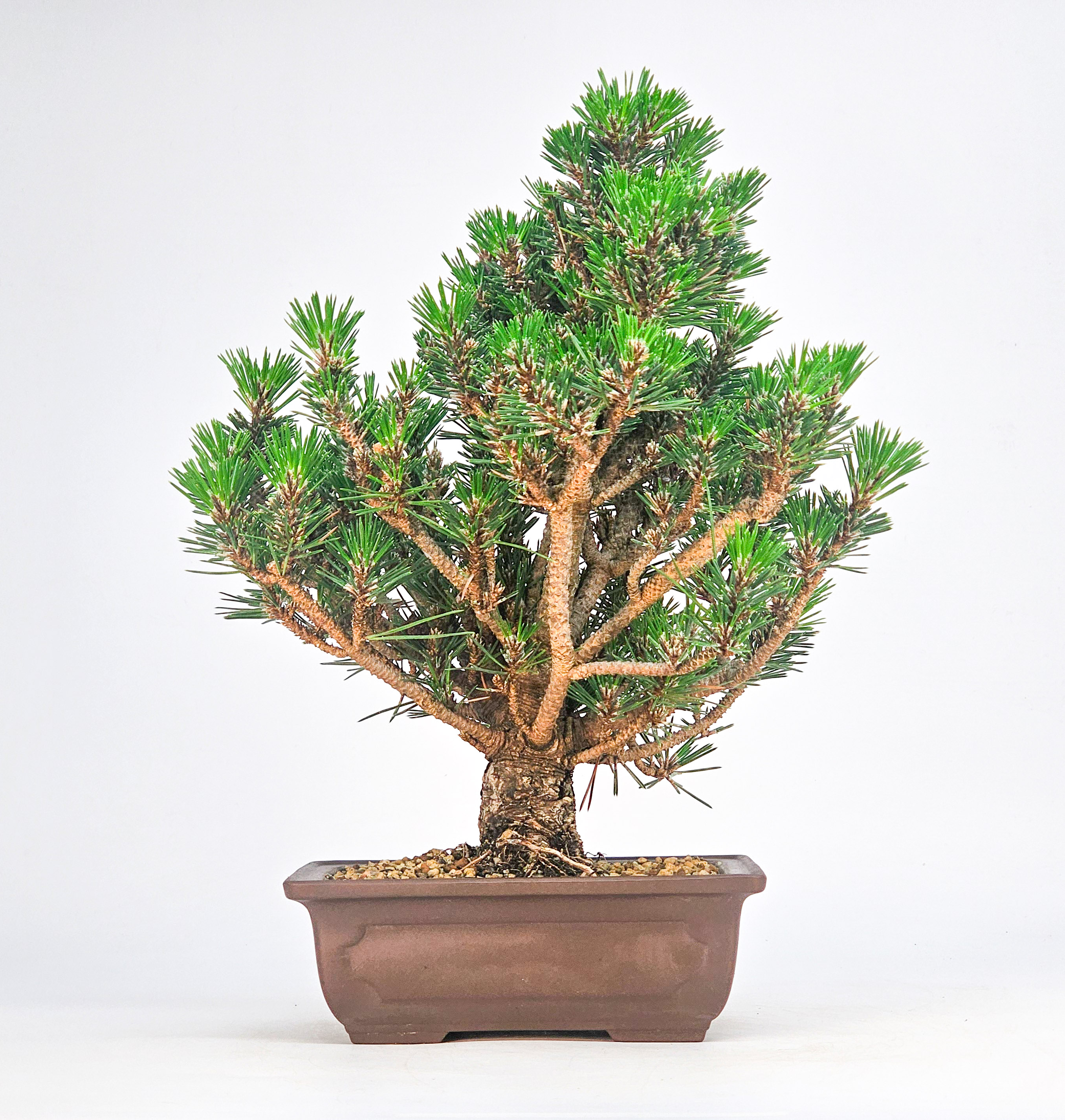 Bonsai Schwarzkiefer - Pinus thunbergii 26cm