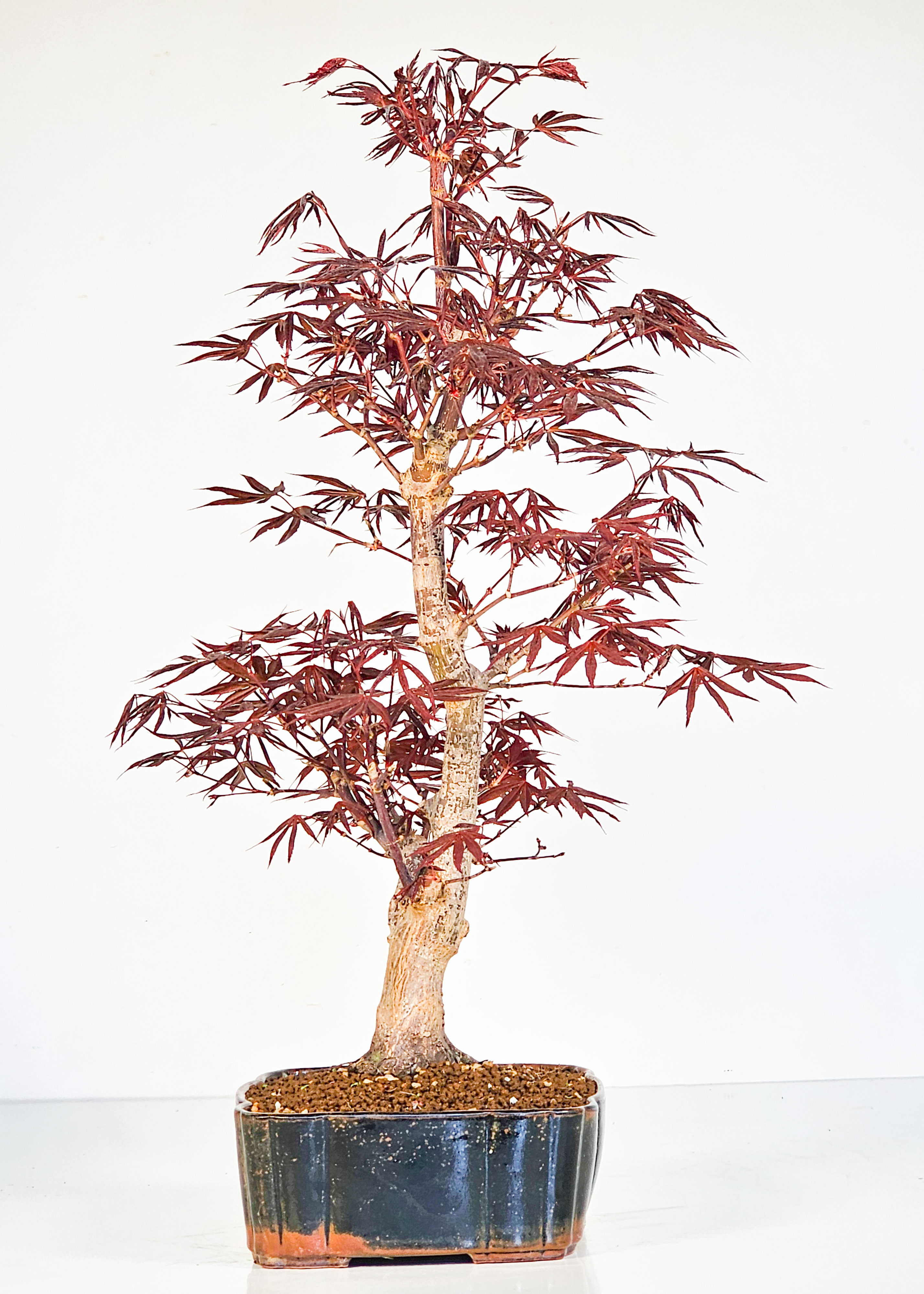 Bonsai Fächerahorn - Acer palmatum Shojo-nomura 48cm