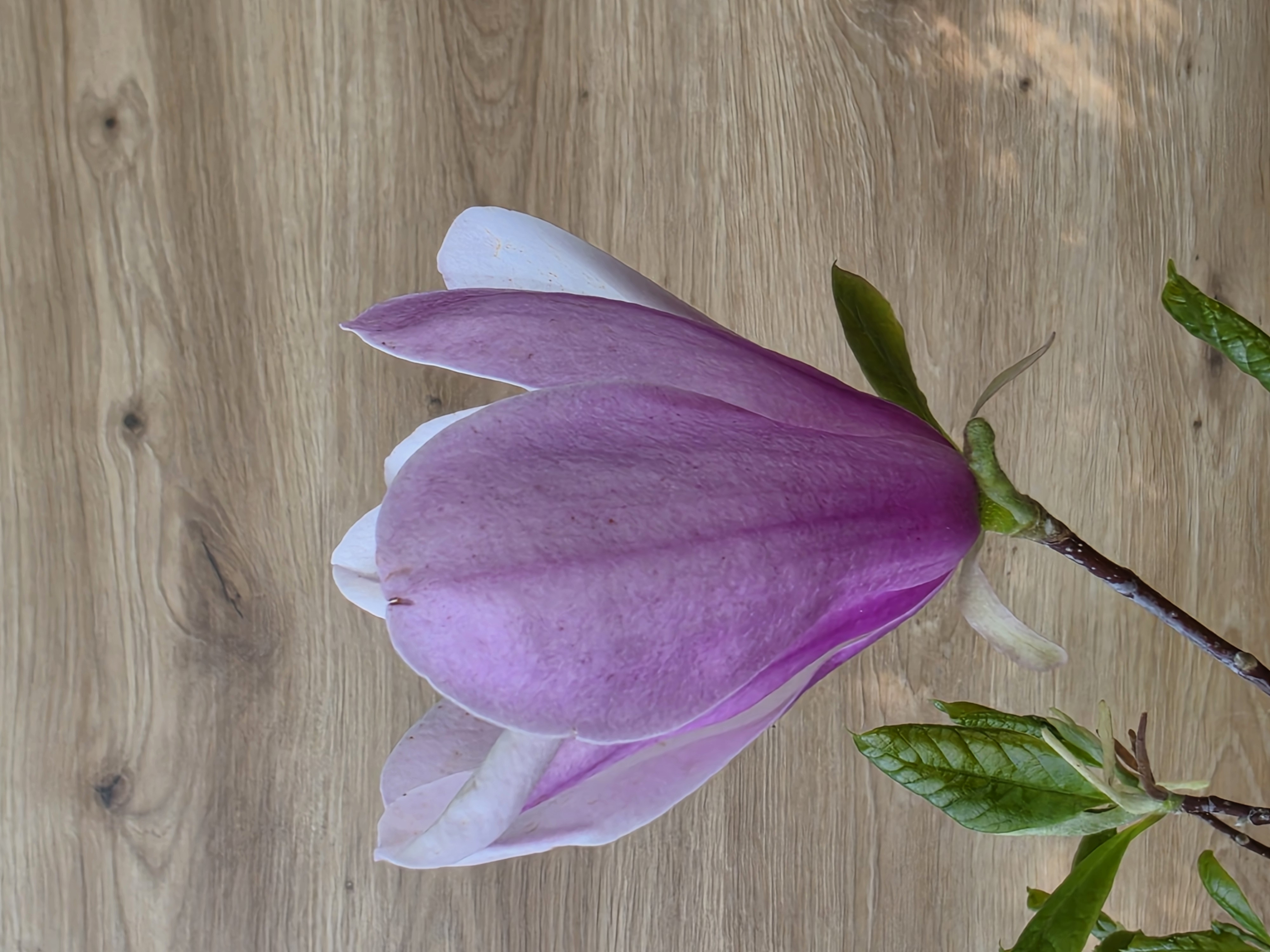 Bonsai Premium Magnolia kobus saucer - Magnolie 55cm