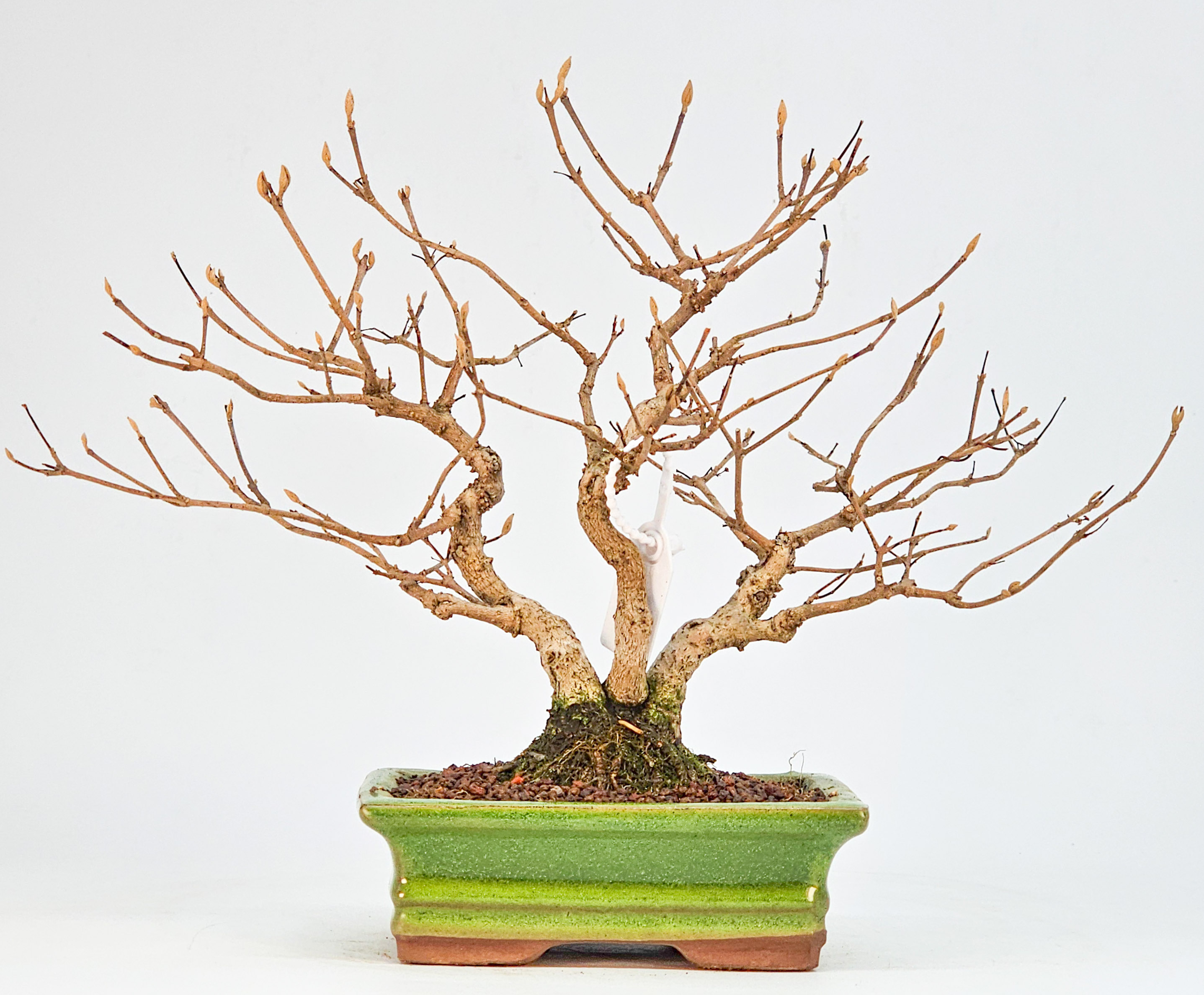 Bonsai Japanische Schönfrucht - Callicarpa japonica Shohin 20cm