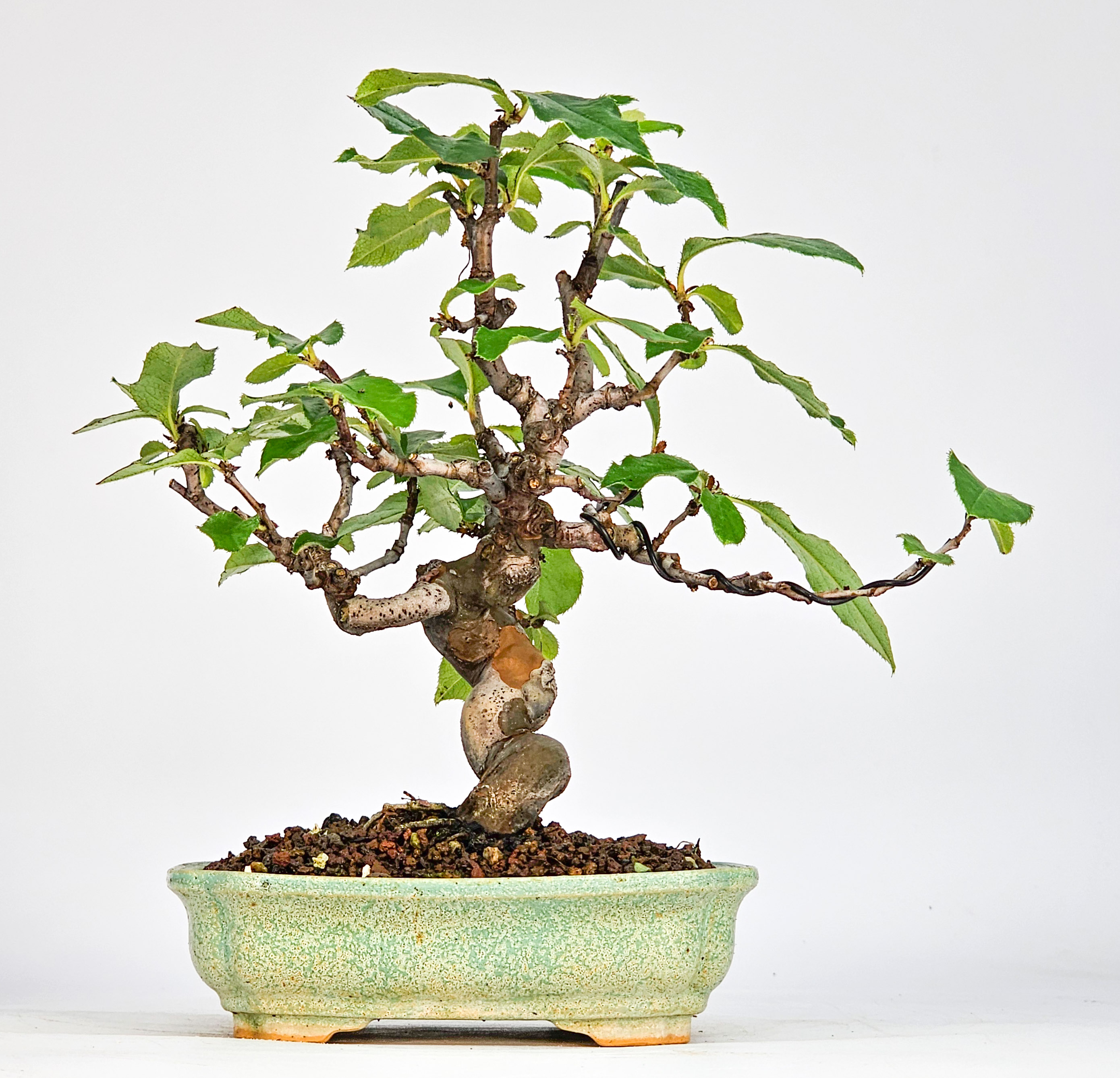 Bonsai Quitte - Pseudocydonia sinensis Shohin 16cm