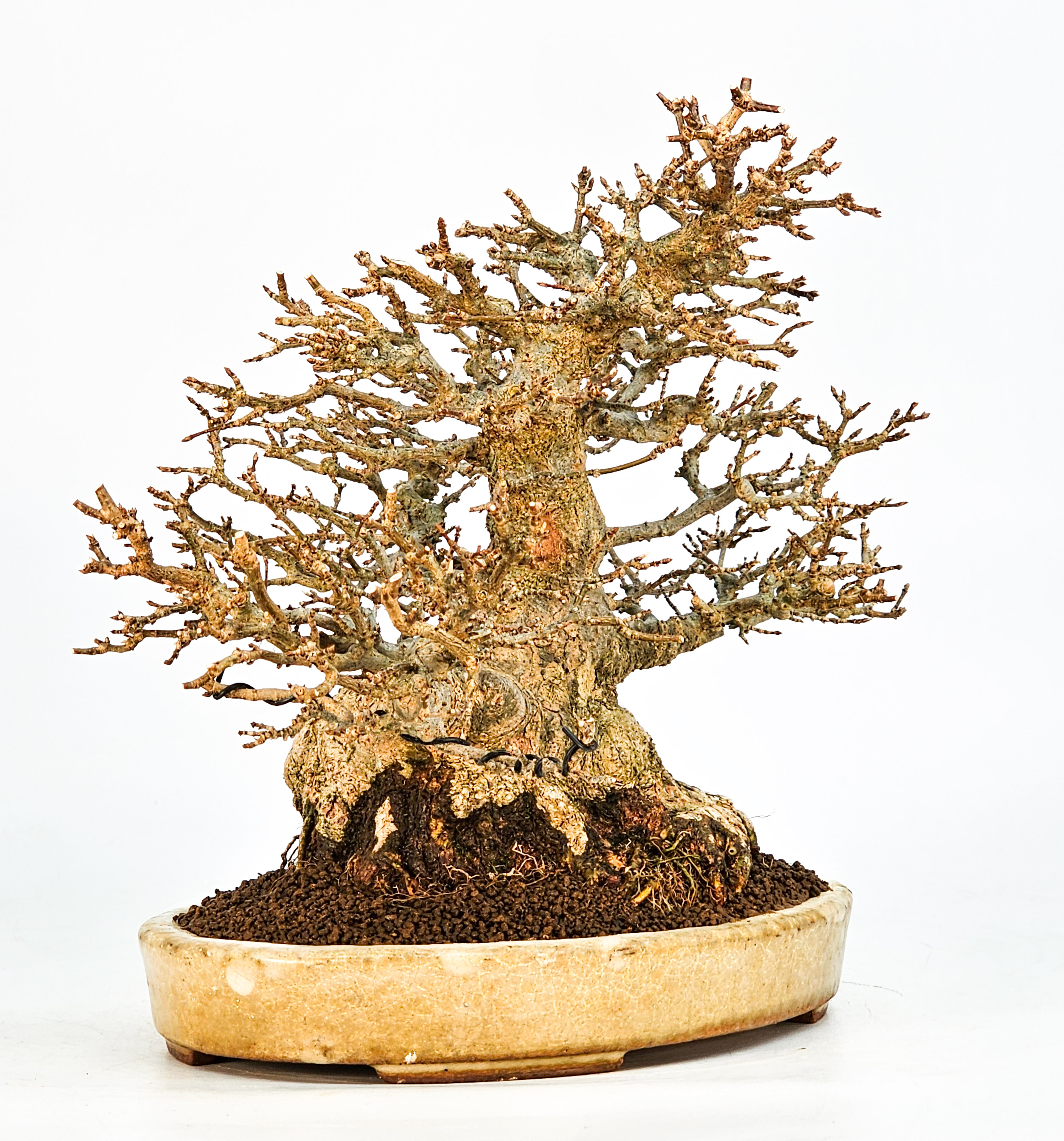 Bonsai Dreispitzahorn - Acer buergerianum 20cm Video!! Bonsai Dreispitzahorn - Acer buergerianum 20cm Video!!
