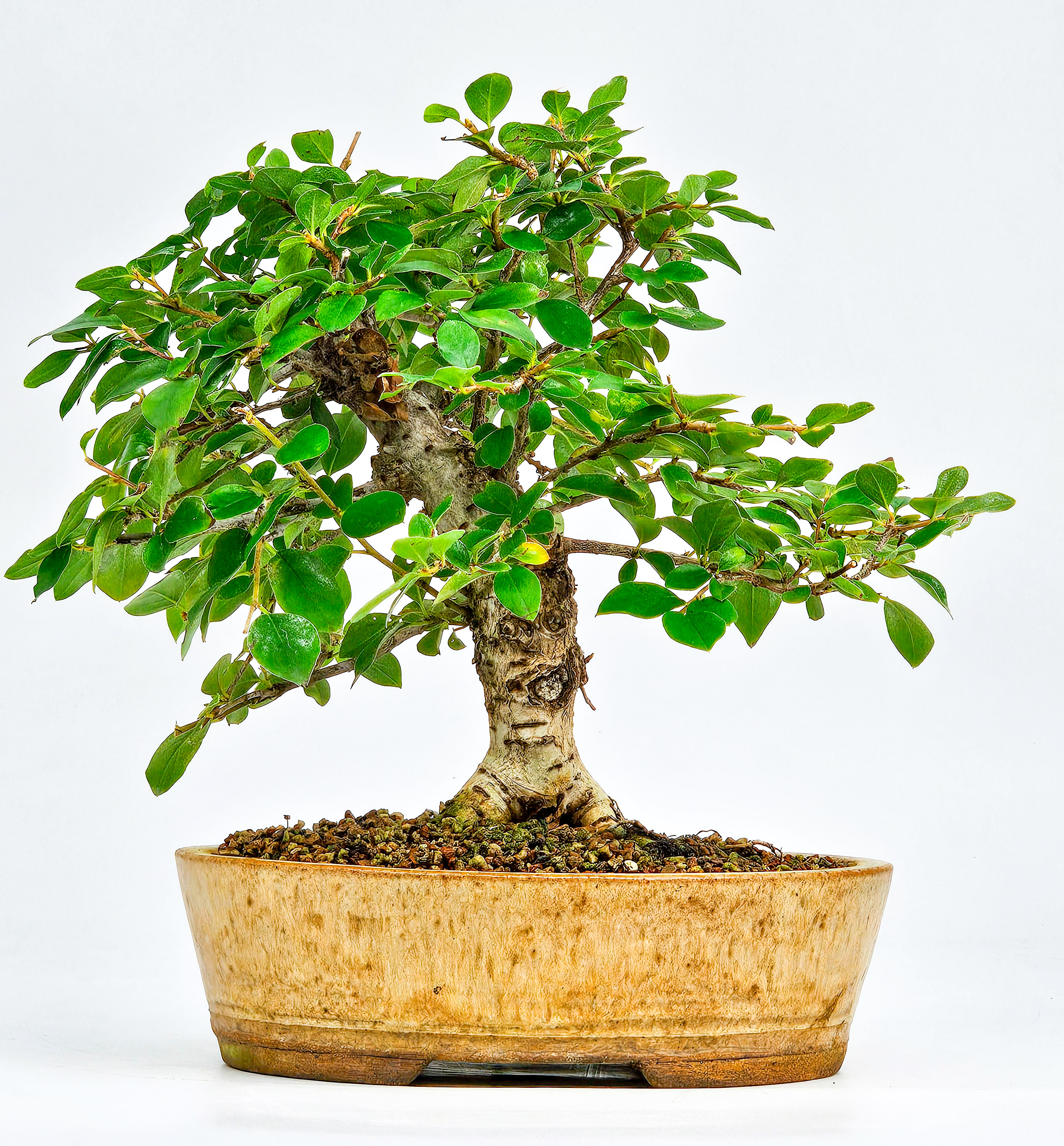 Bonsai Cotoneaster Zwergmispel Shohin 20cm