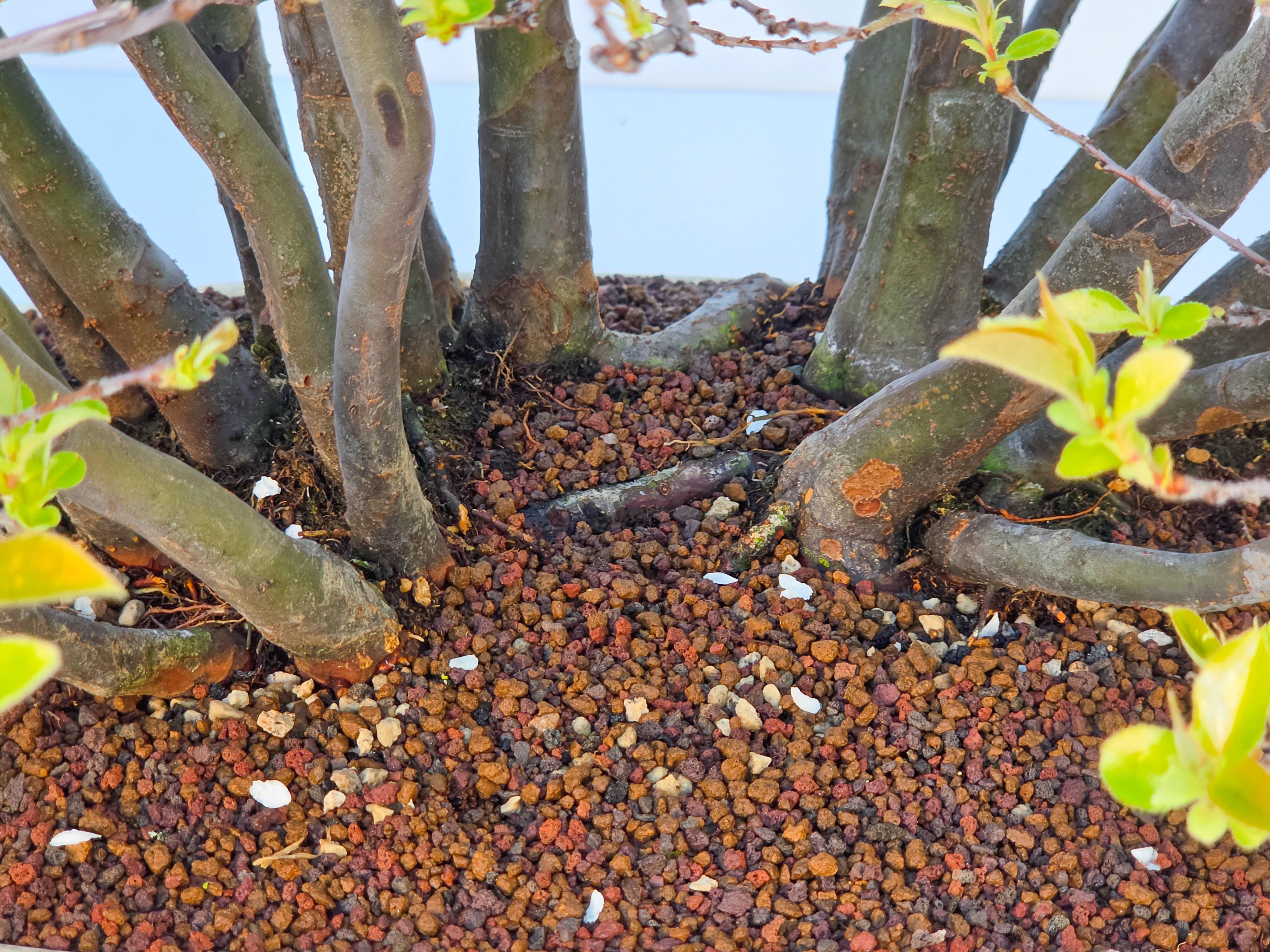 Bonsai Quitte - Pseudocydonia sinensis Wald 61cm Video!!