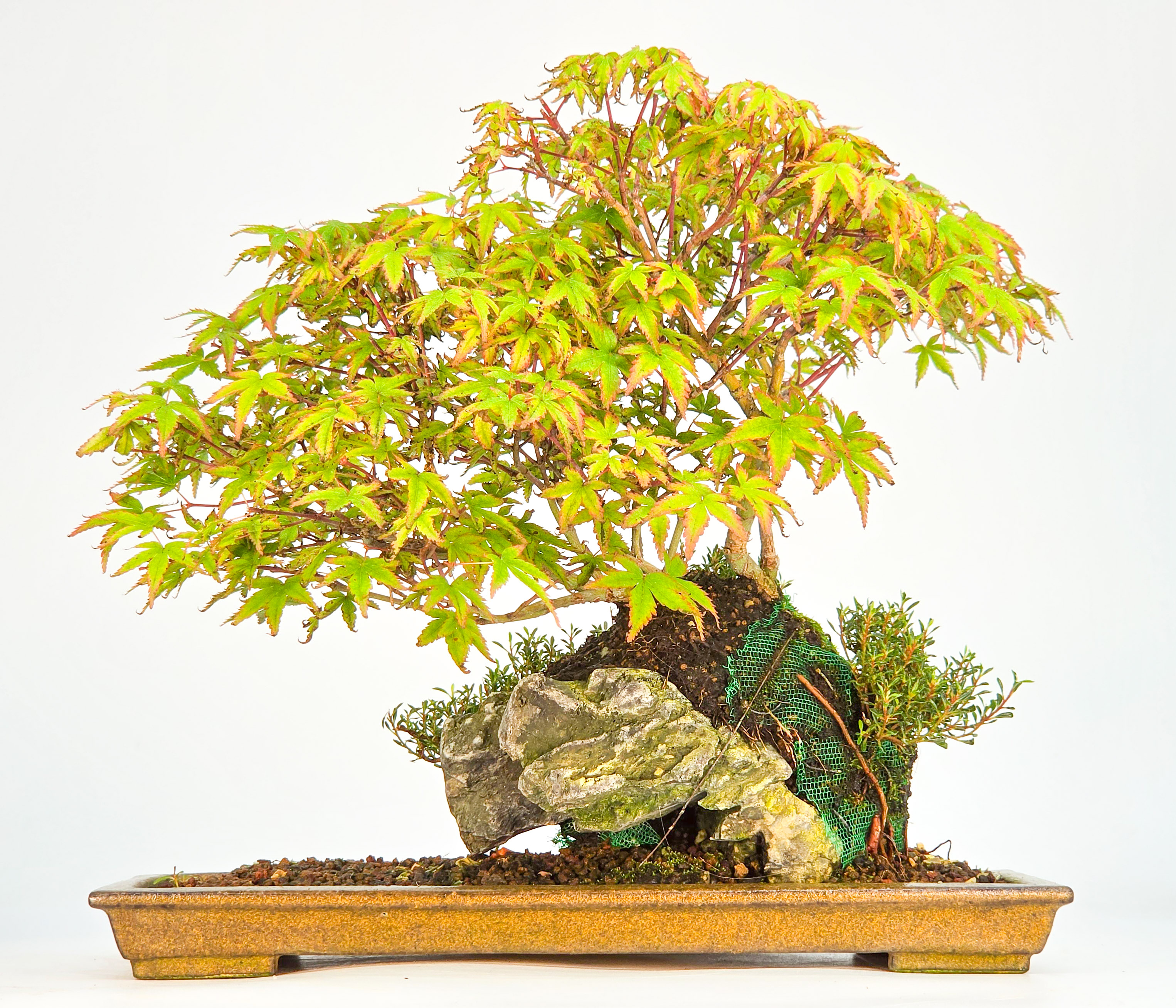 Bonsai Fächerahorn - Acer palmatum Tamahime Ishizuki Shohin 15cm Video!!