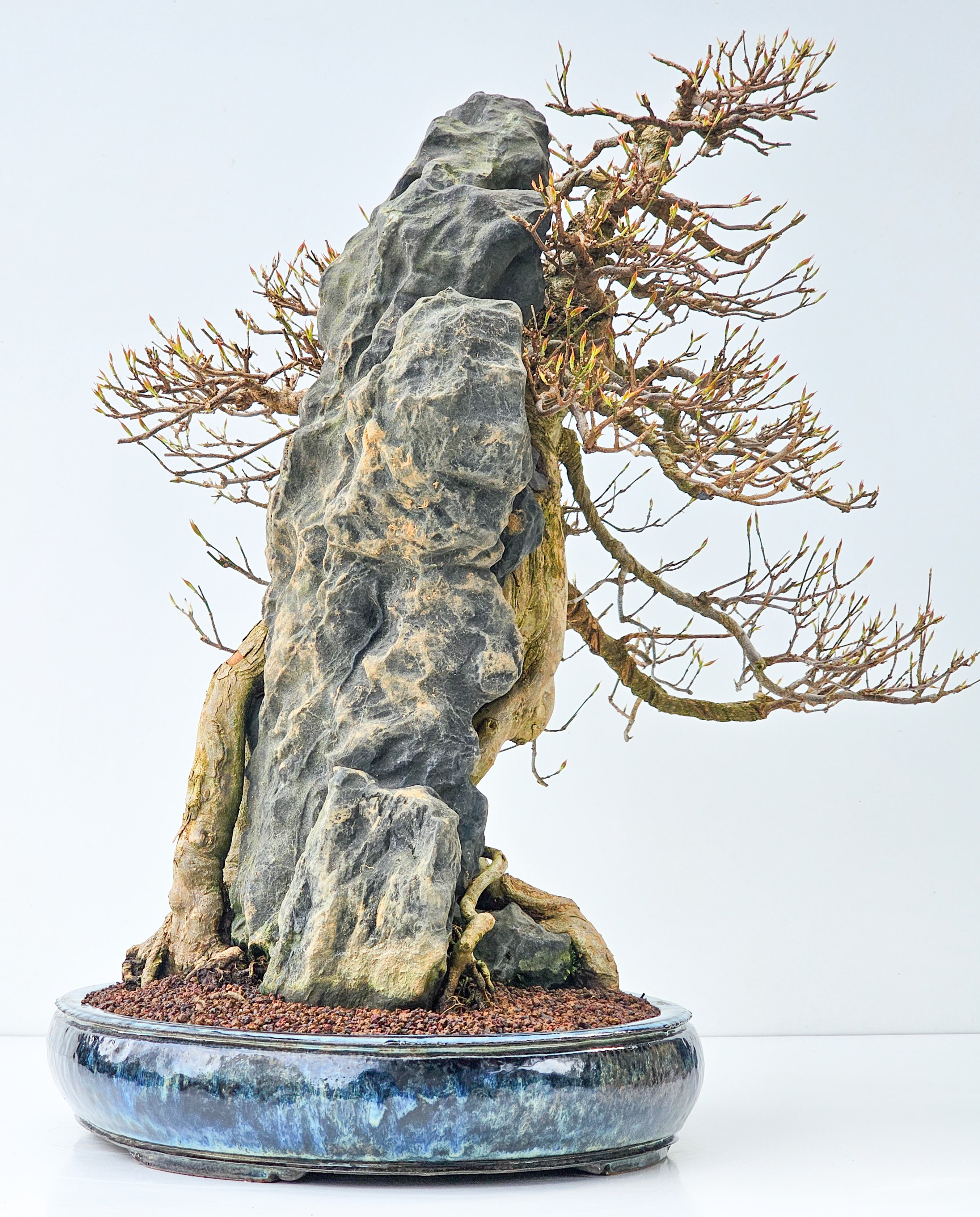 Bonsai Dreispitzahorn - Acer buergerianum Ishizuki 56cm - Video!!