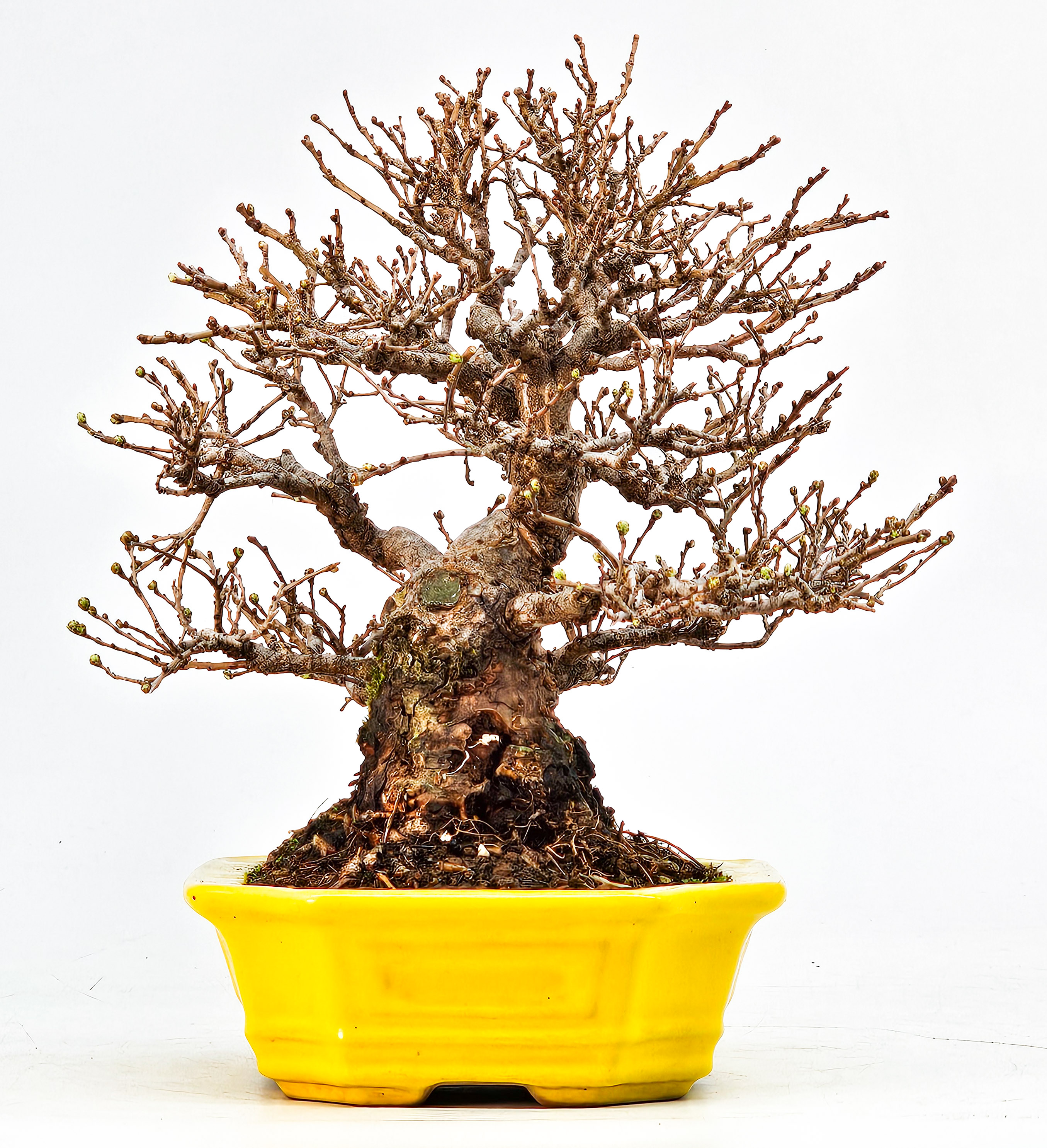 Bonsai Japanische Ulme - Ulmus parvifolia Shohin 14cm Video!!!!