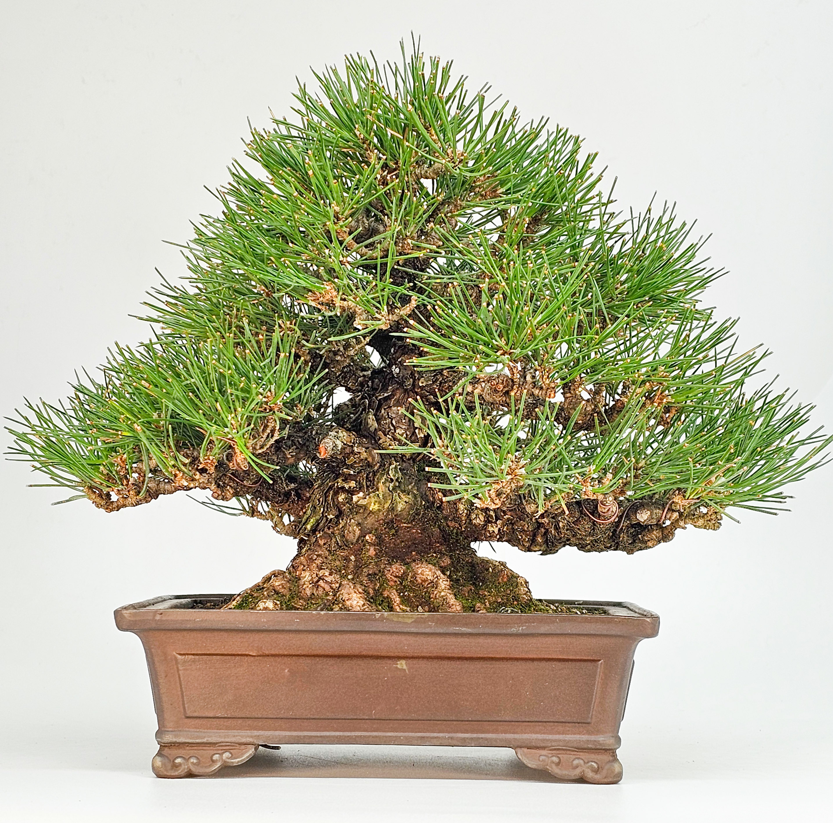 Bonsai Schwarzkiefer - Pinus thunbergii Shohin 21cm Video!!
