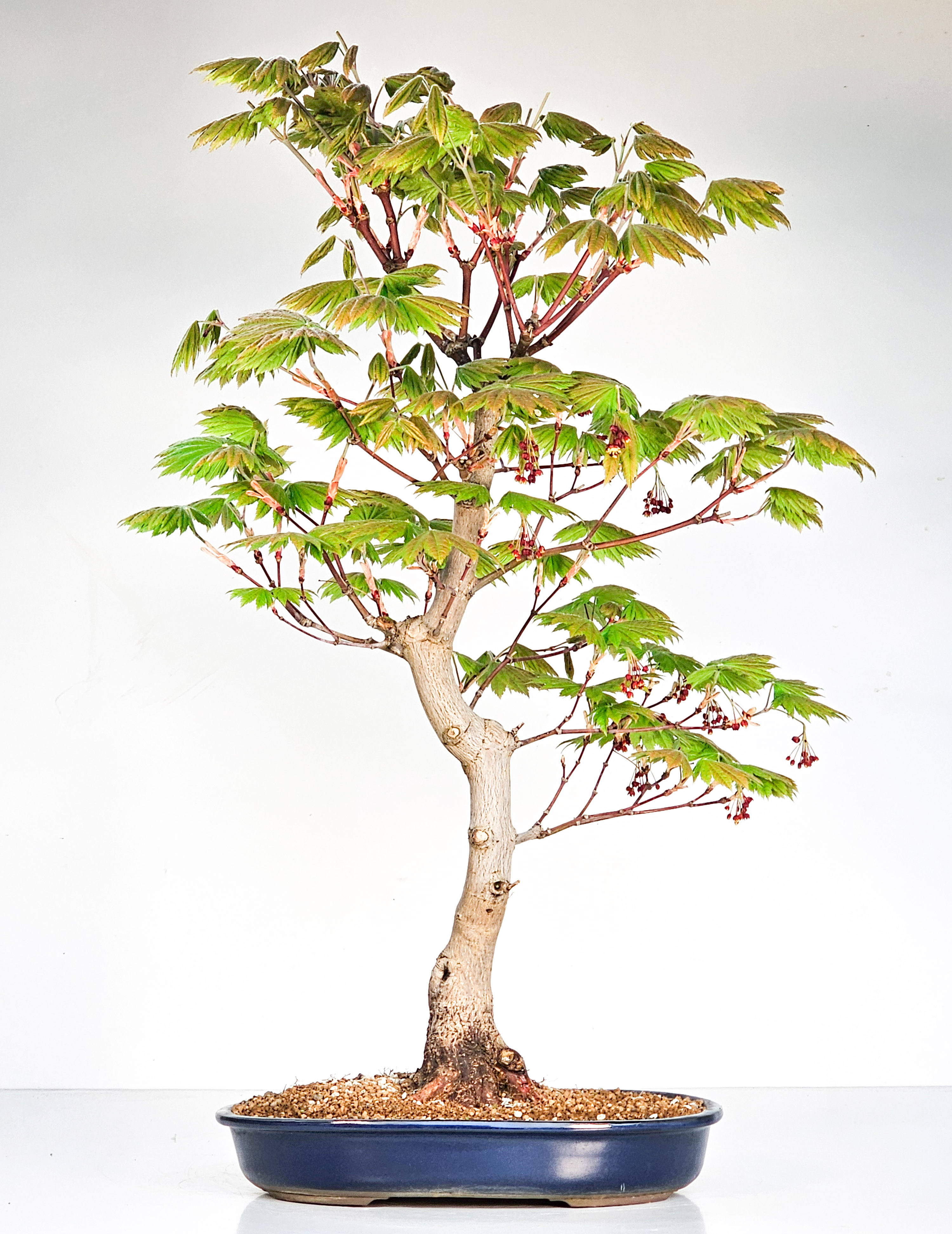 Bonsai Japanischer Ahorn - Acer japonicum 60cm 