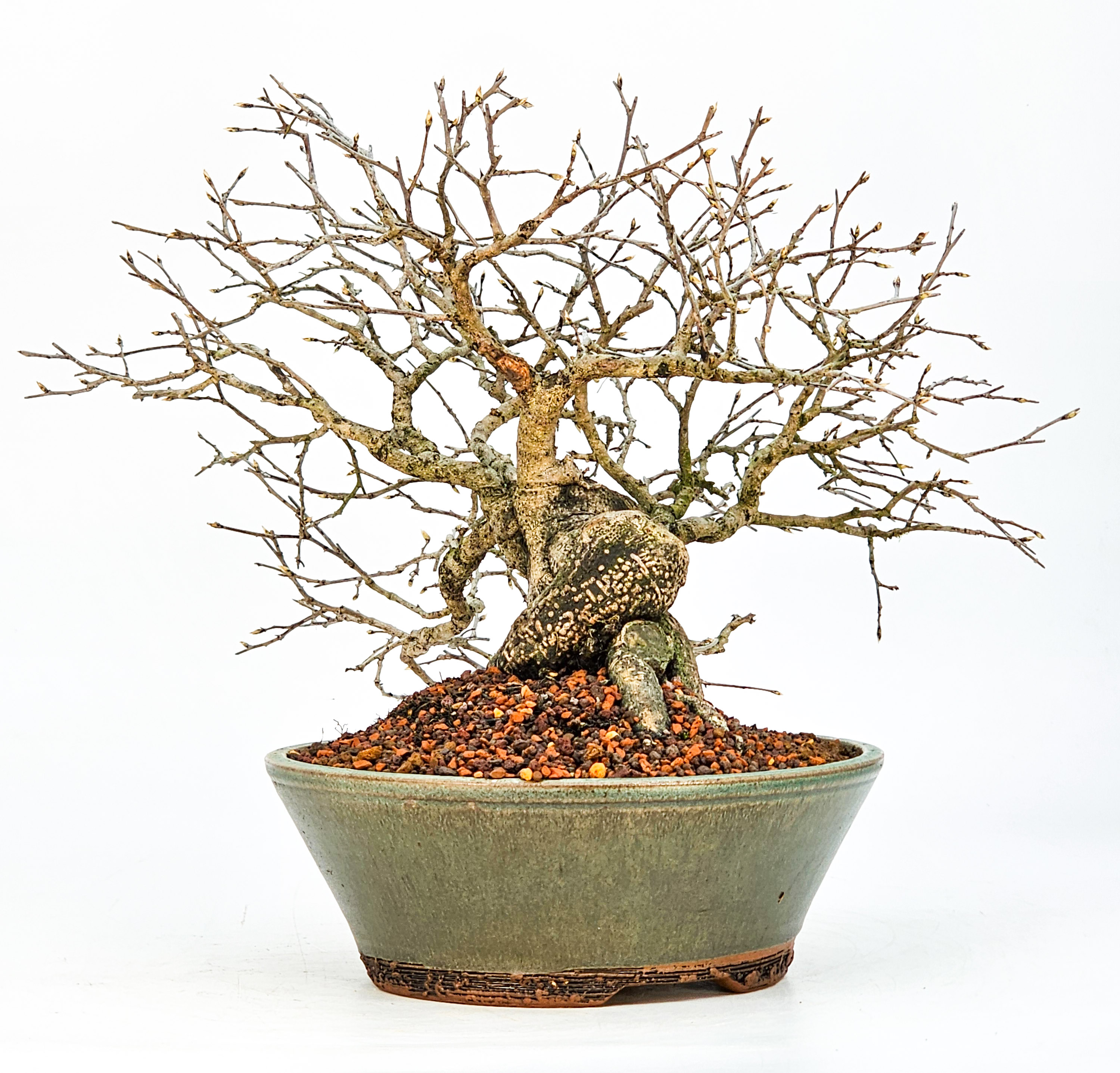 Bonsai Diospyros kaki Kakipflaume  Shohin 21cm Video!!
