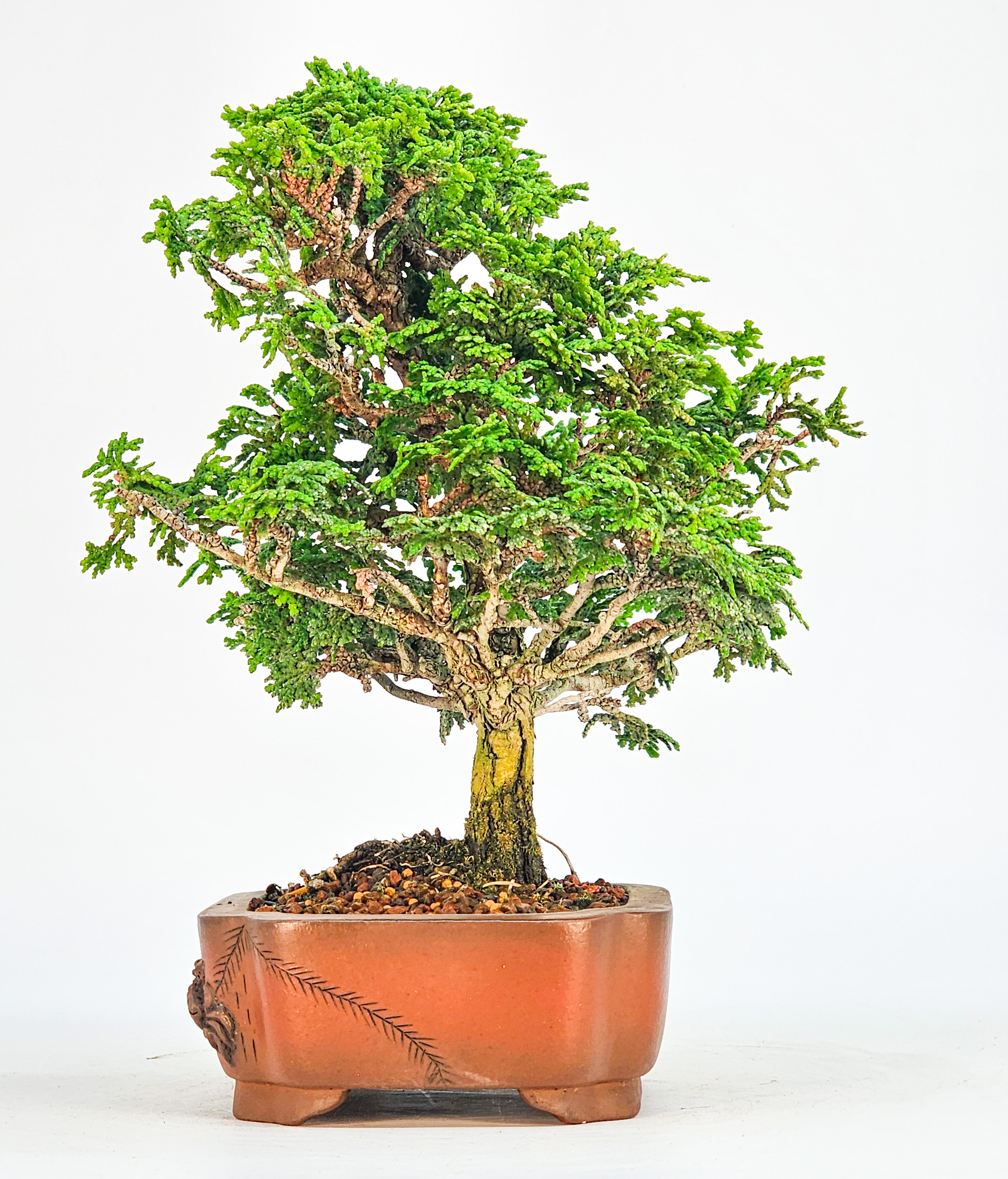 Bonsai Hinoki Scheinzypresse - chamaecyparis obtusa 18cm