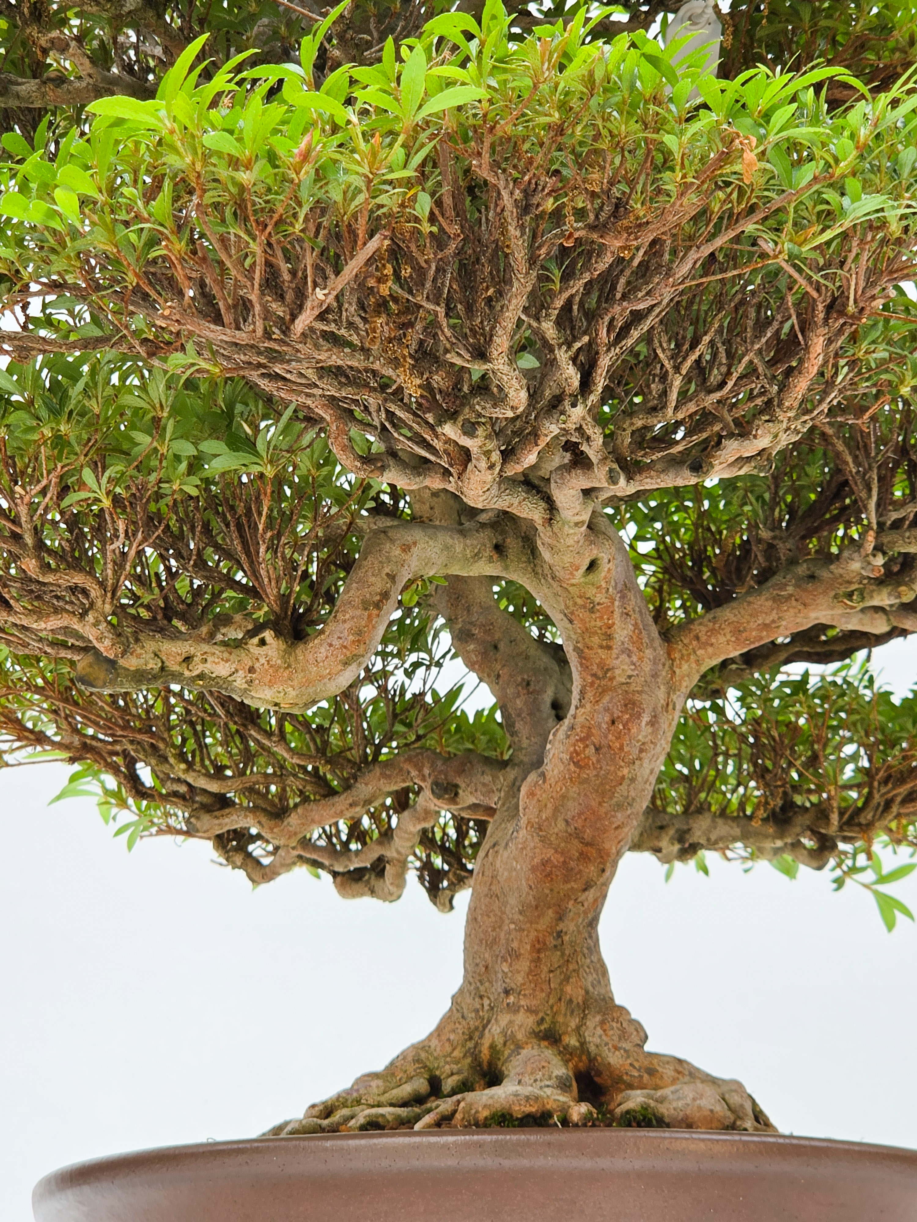 Bonsai Premium Azalee -  Rhododendron indicum kinsai 60cm