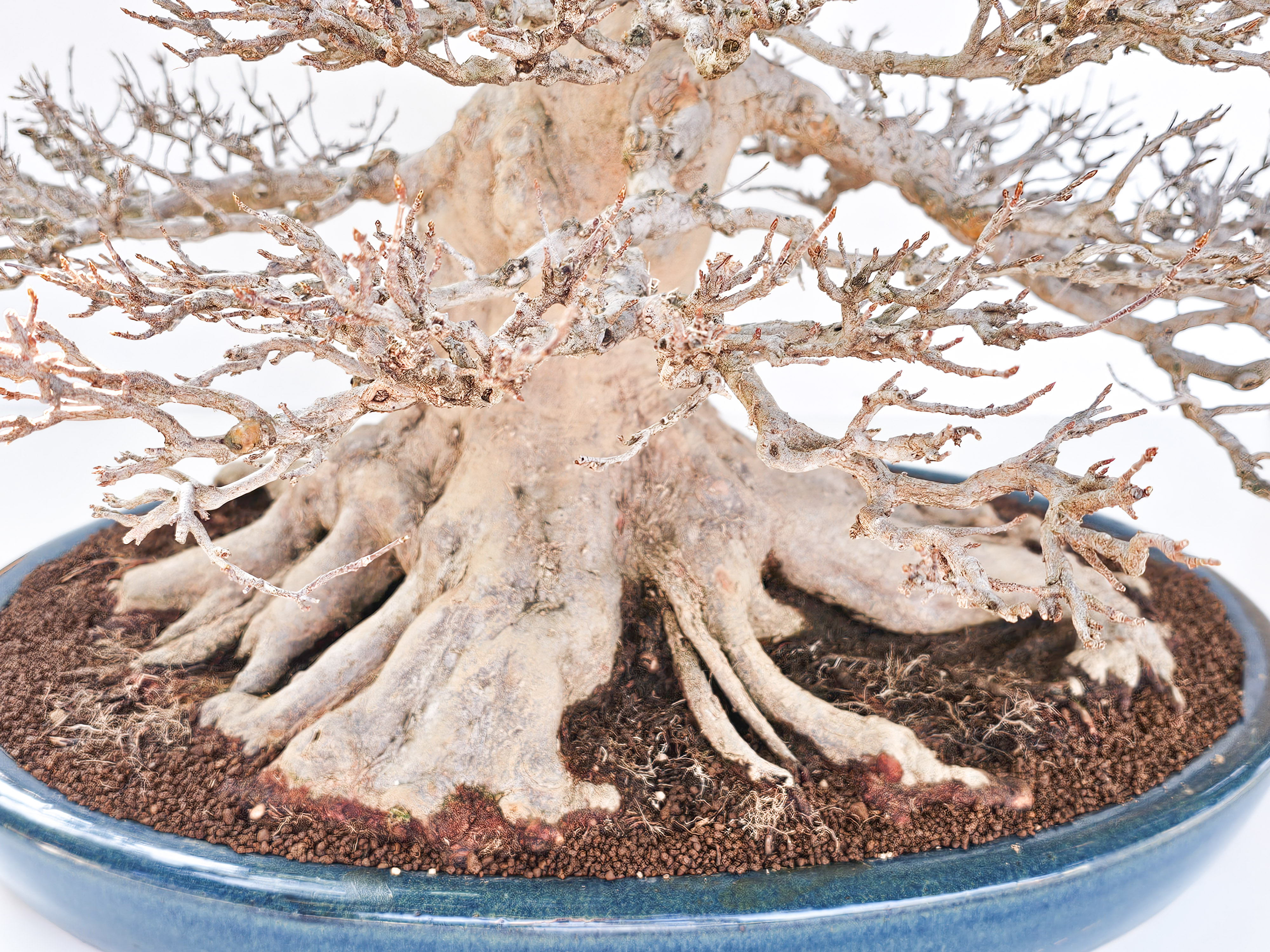 Bonsai Dreispitzahorn - Acer buergerianum 62cm - Video!! Bonsai Dreispitzahorn - Acer buergerianum 62cm - Video!!