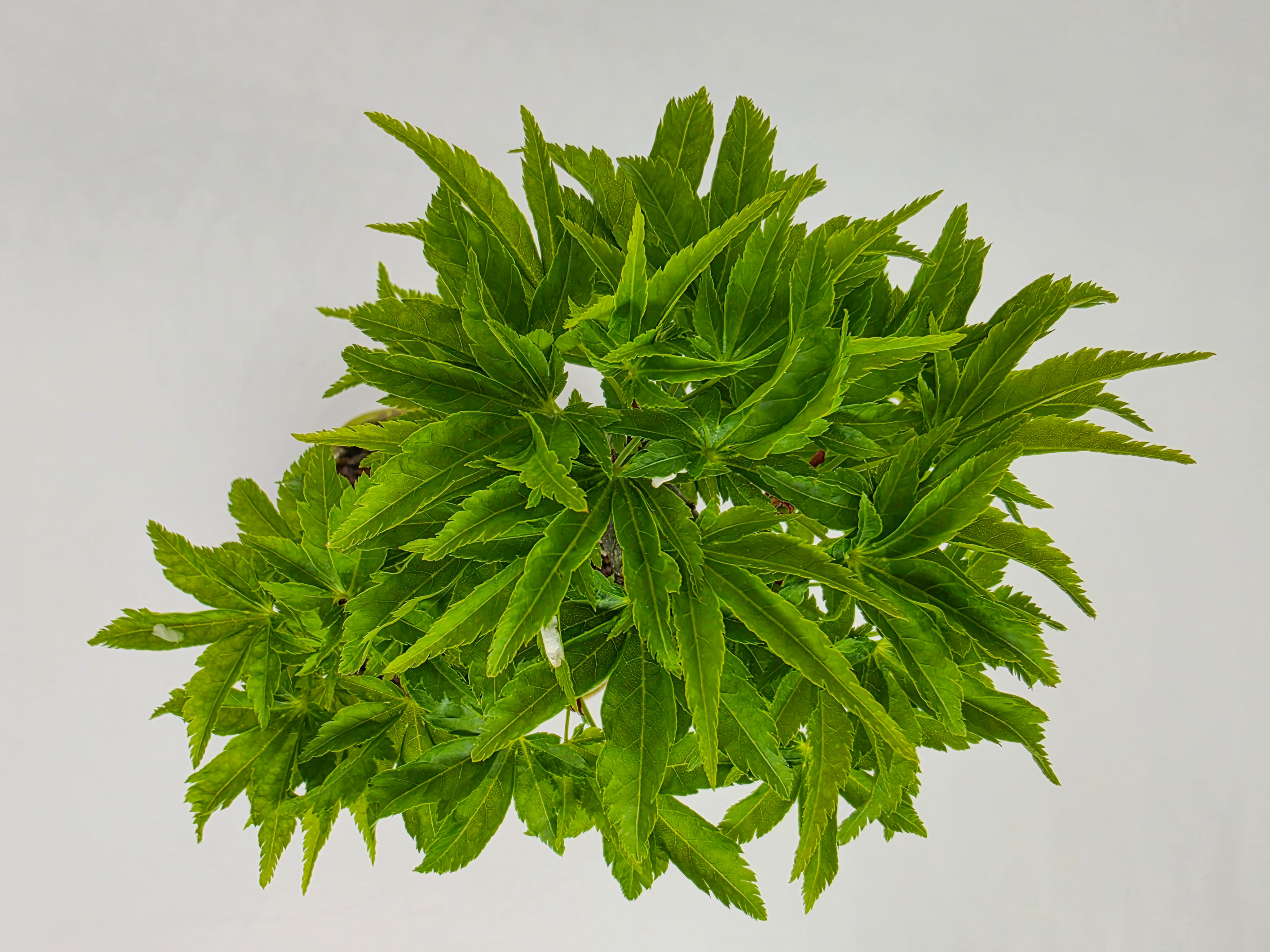 Bonsai Löwenkopfahorn- Acer palmatum Shishigashira Shohin 13cm