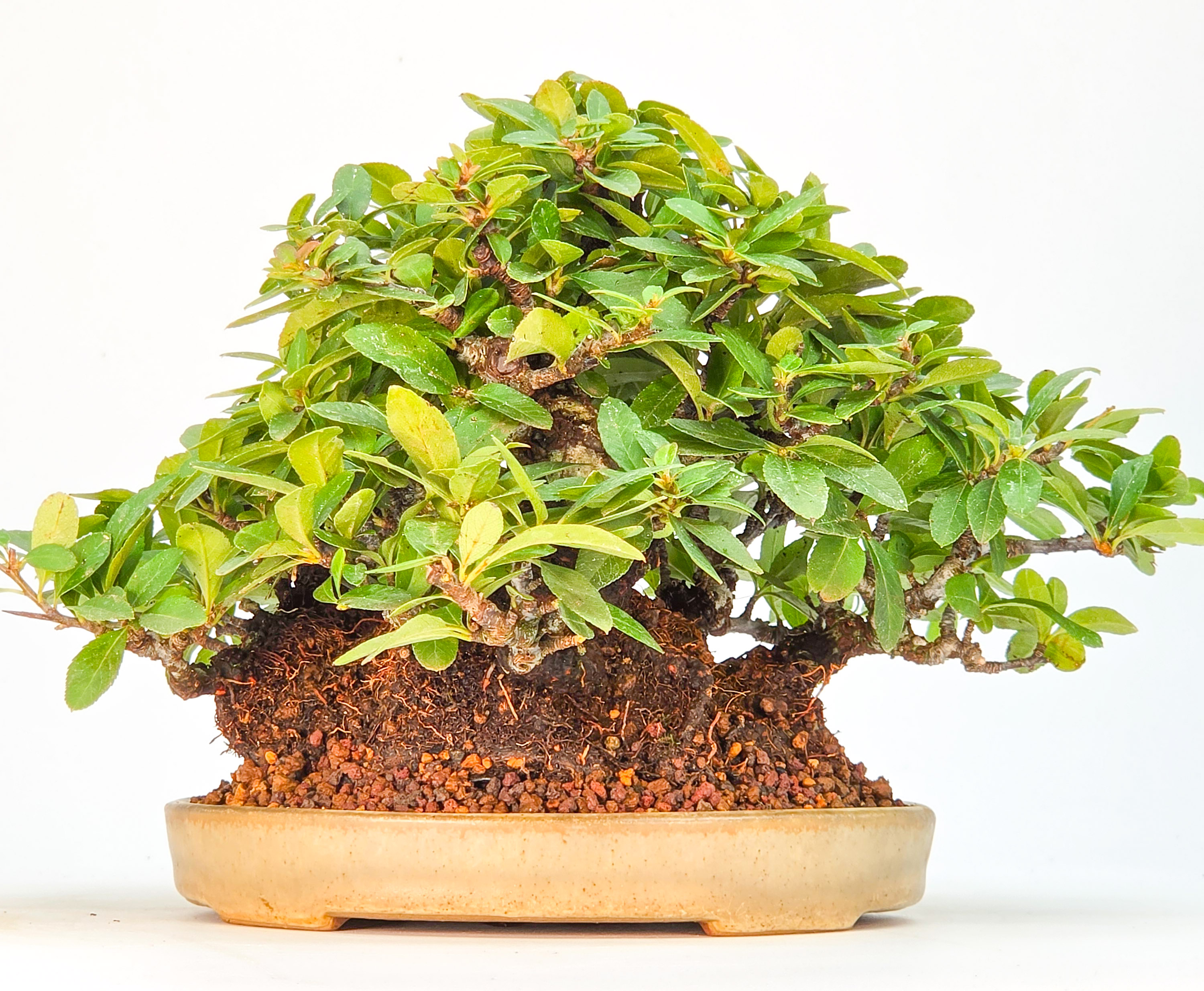 Bonsai Feuerdorn - Pyracantha Shohin 15cm Video!!