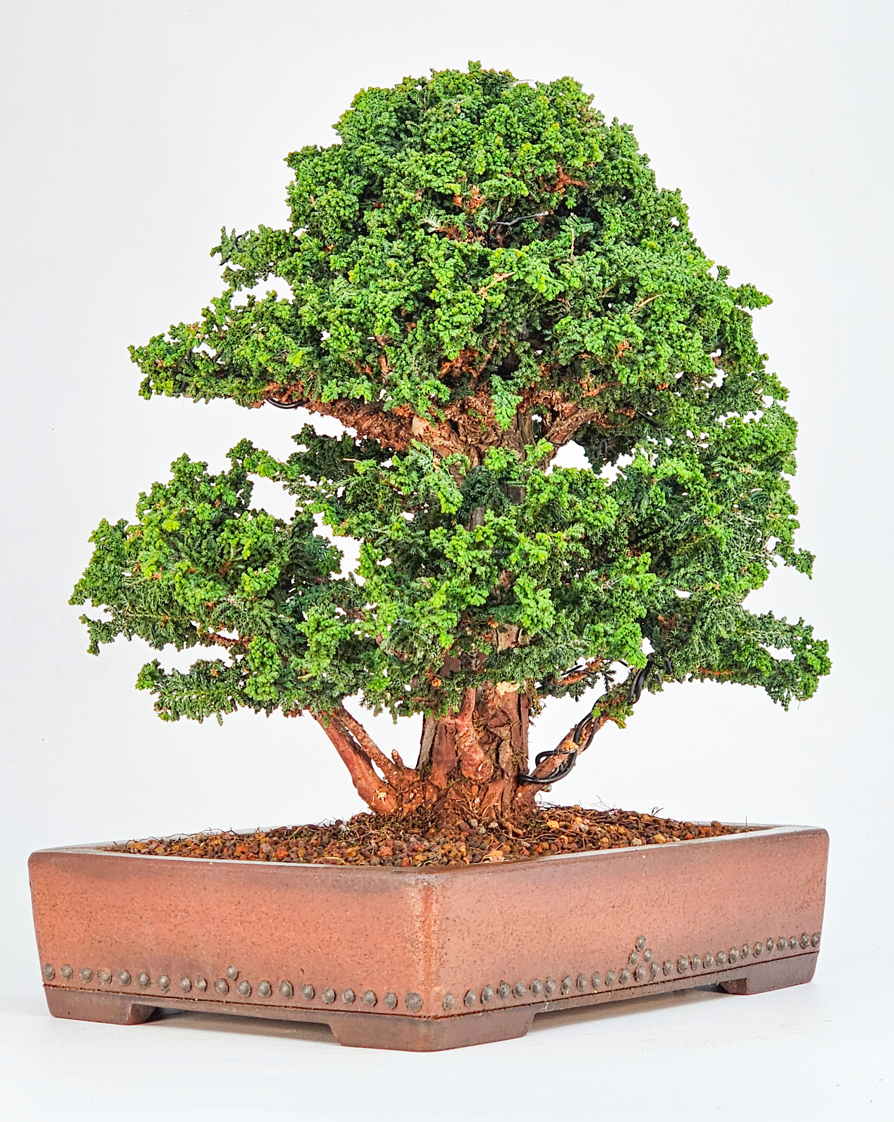 Bonsai Chamaecyparis obtusa Sekka hinoki 27cm