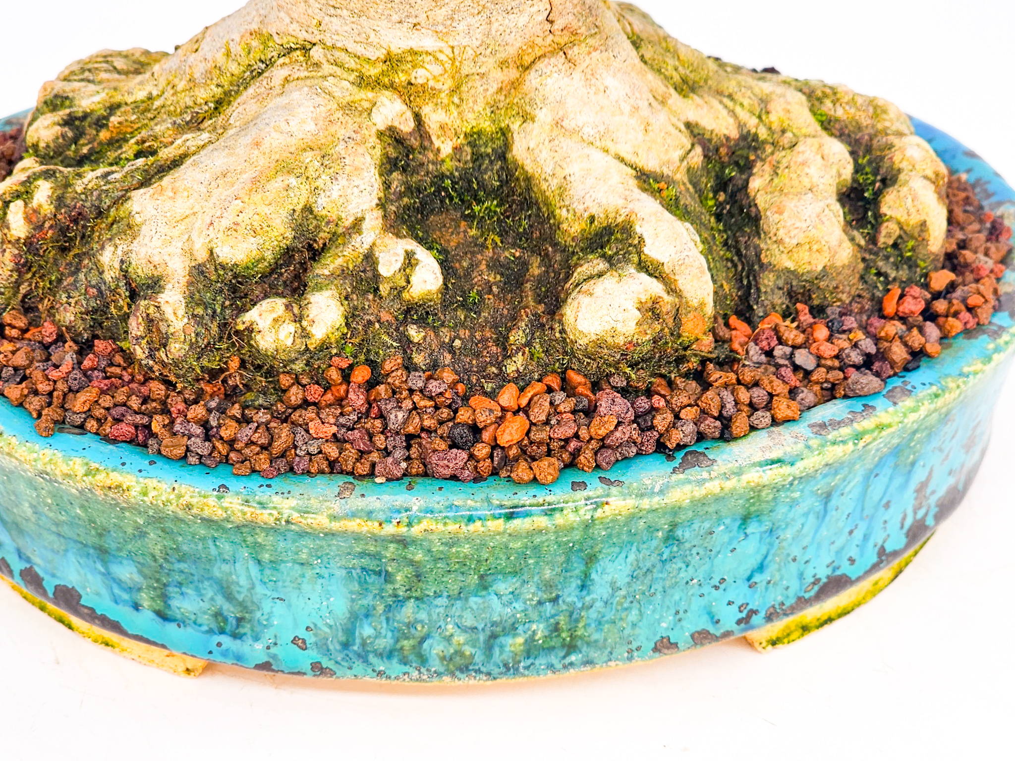 Bonsai Dreispitzahorn - Acer buergerianum Shohin 19cm - Video! Bonsai Dreispitzahorn - Acer buergerianum Shohin 19cm - Video!