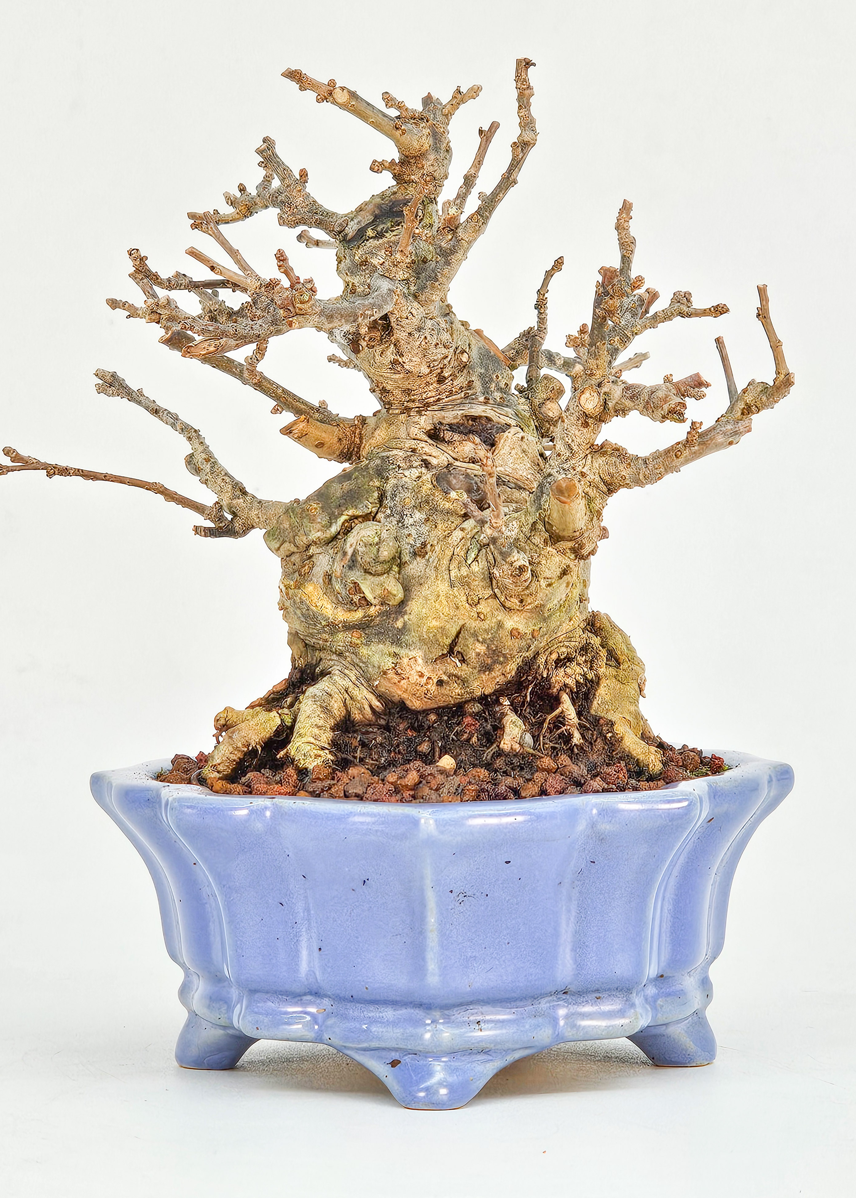 Bonsai Jap. Winterbeere - Ilex serrata Shohin 10cm
