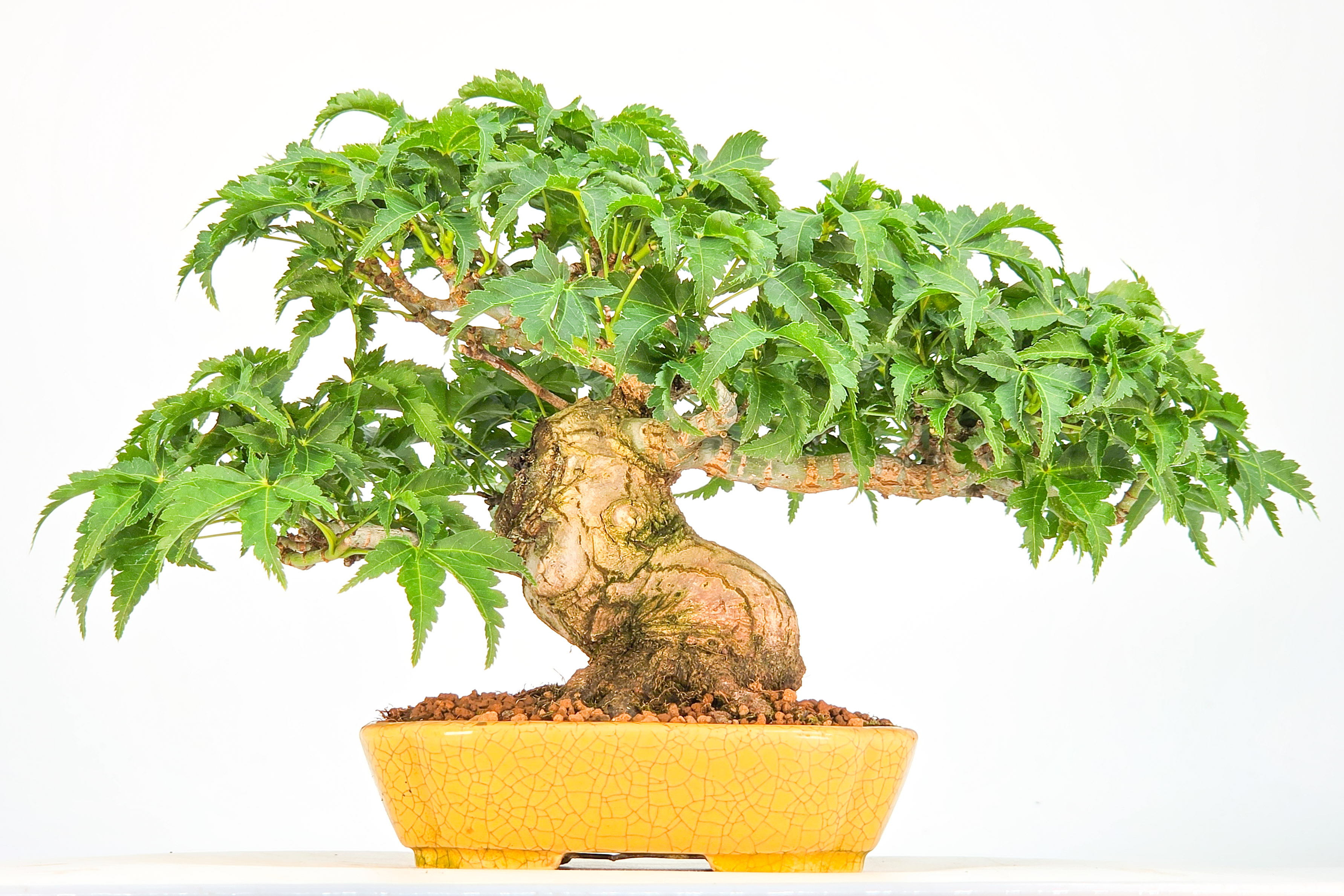 Bonsai Löwenkopfahorn- Acer palmatum Shishigashira Shohin 12cm