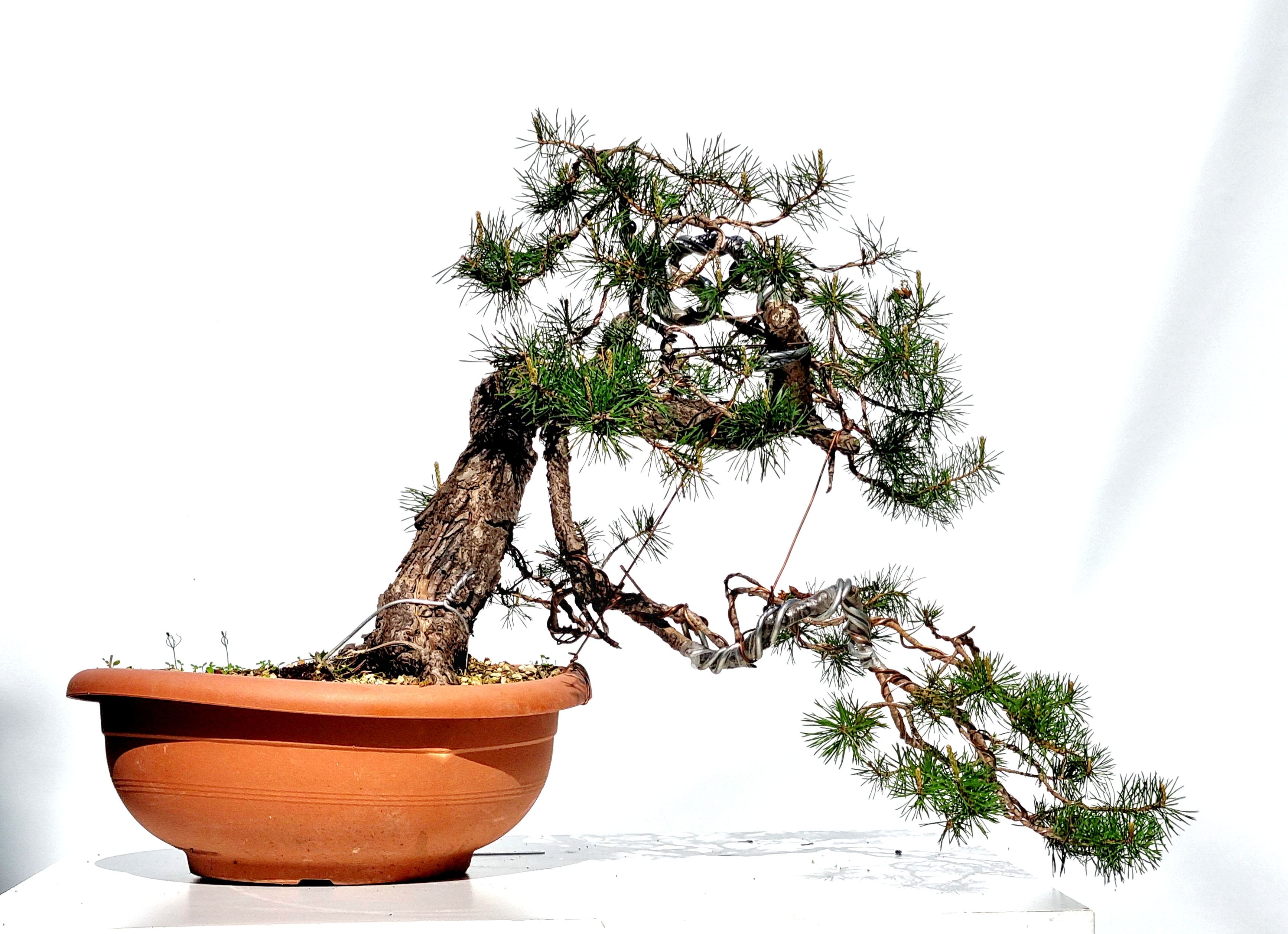 Bonsai Waldkiefer - Pinus sylvestris 40cm