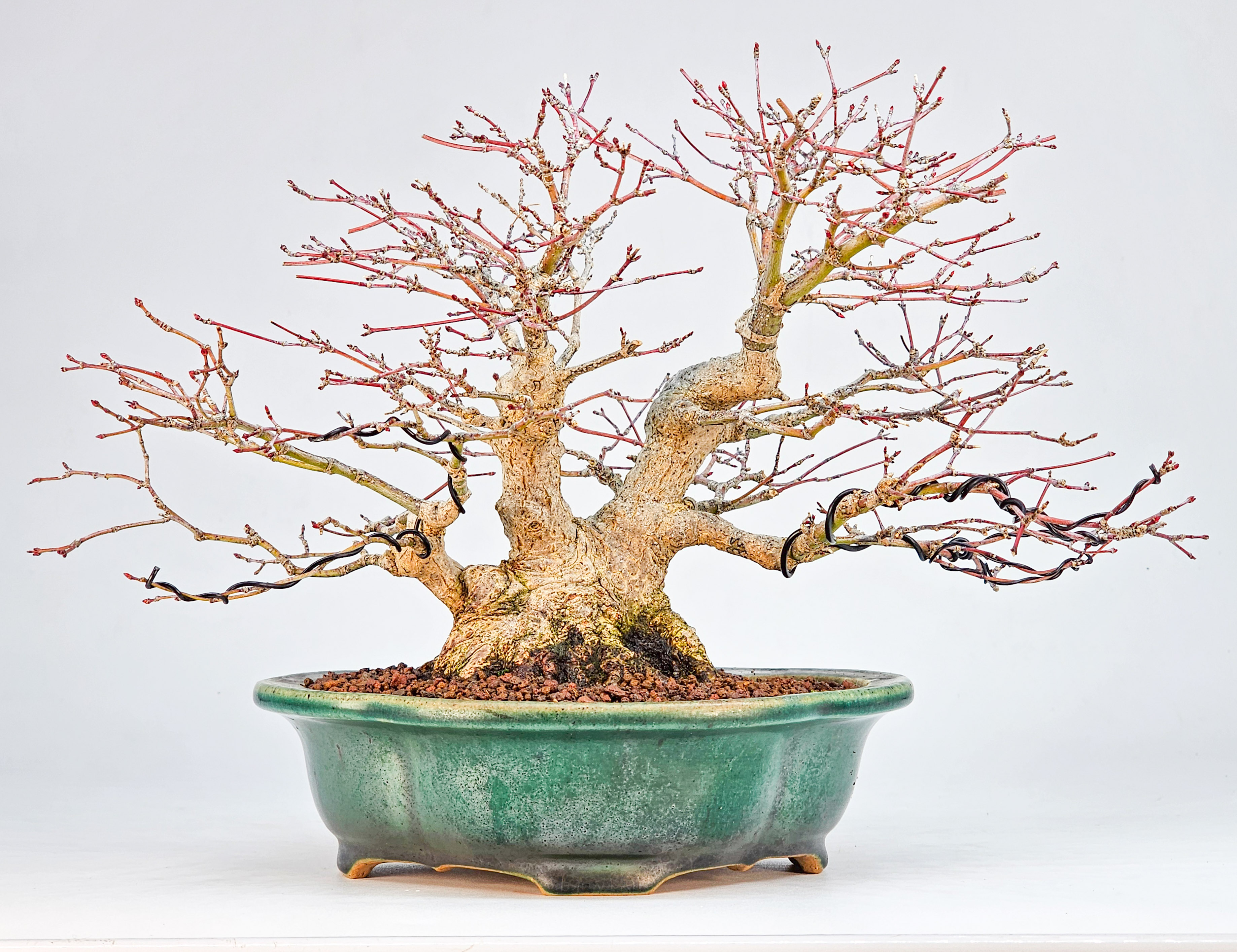 Bonsai Premium Fächerahorn - Acer palmatum Shohin 18cm 