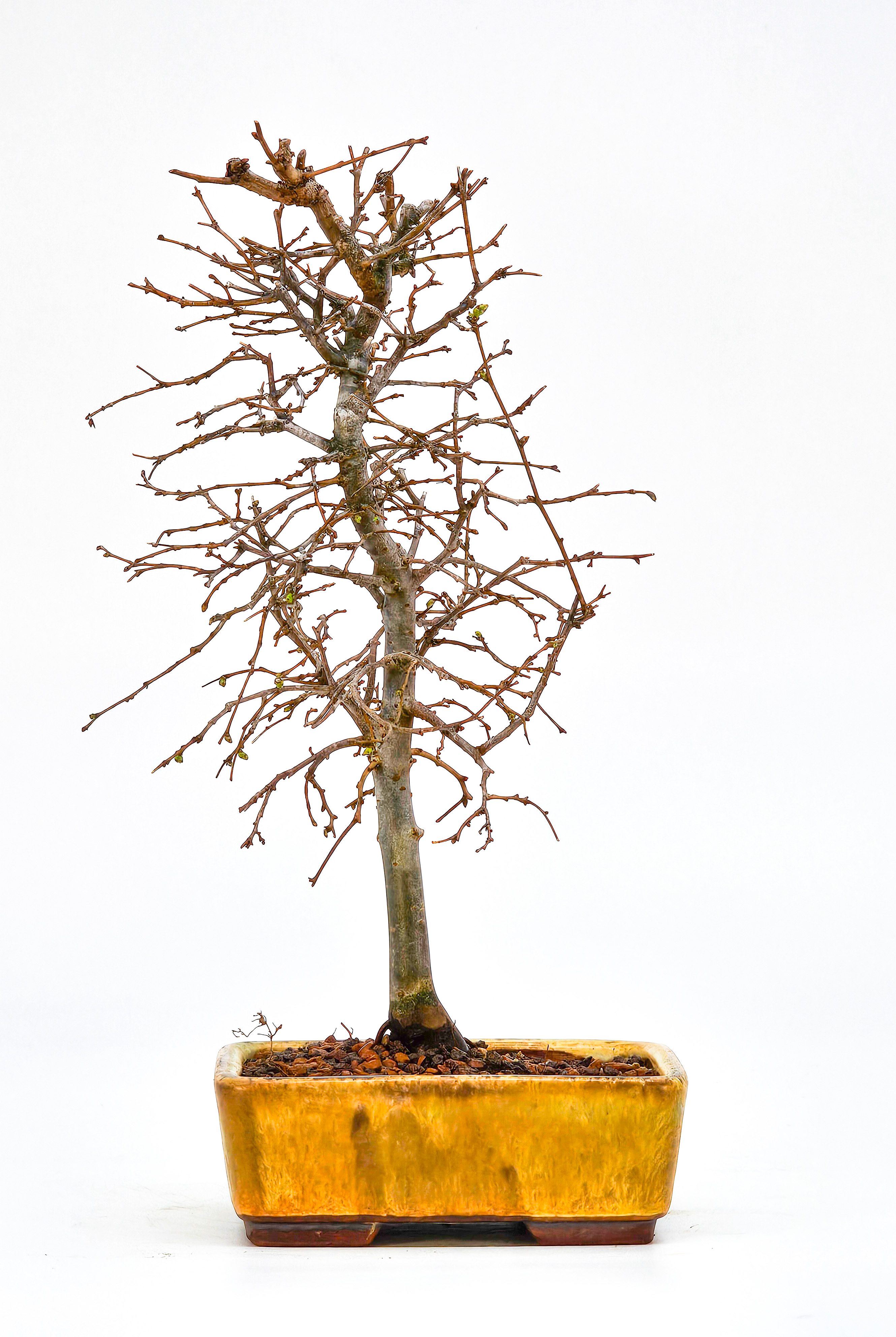 Bonsai Zelkova serrata Shohin 19cm  