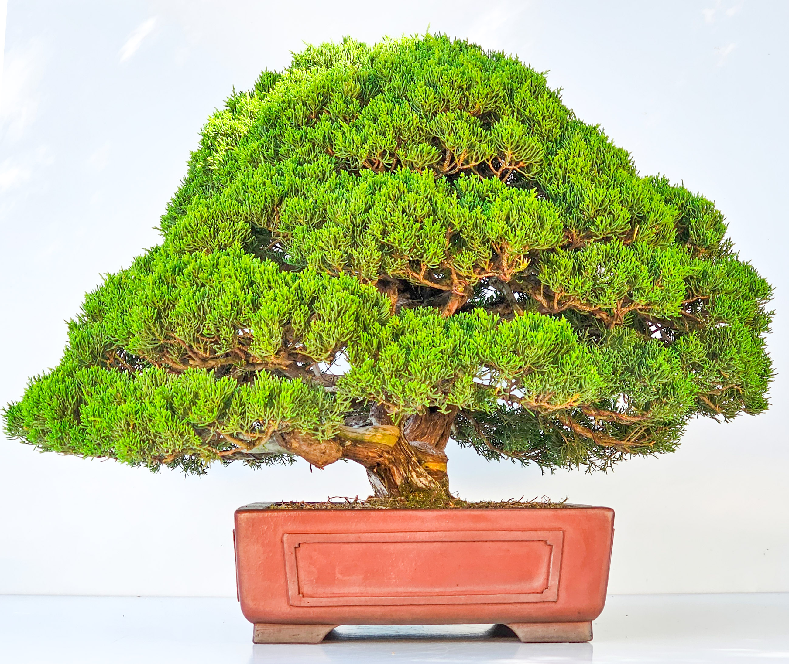 Bonsai Wacholder Juniperus chinensis shimpaku 39 cm Bonsai Wacholder Juniperus chinensis shimpaku 39 cm