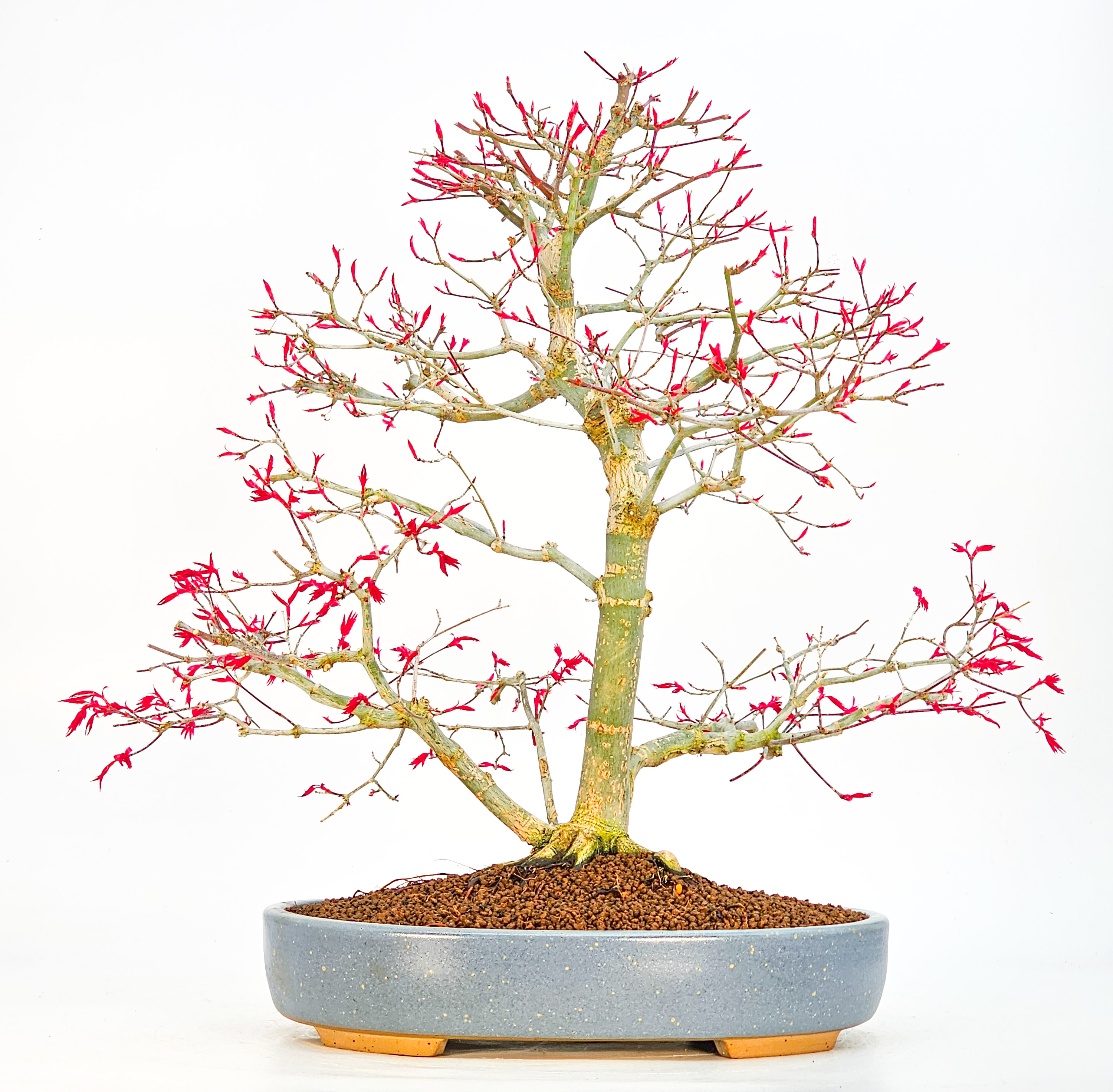 Bonsai Fächerahorn Acer palmatum Deshojo 40cm