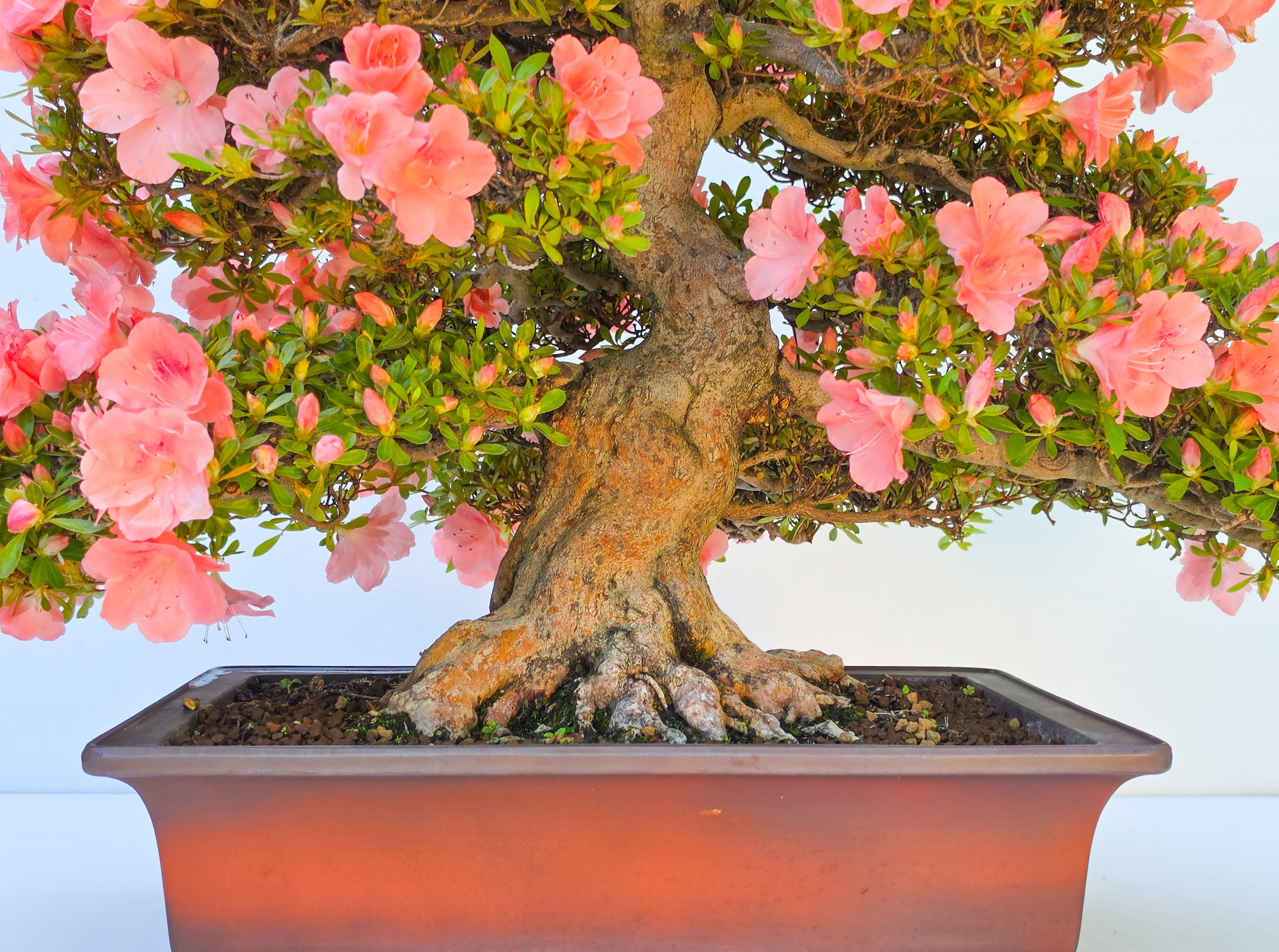 Bonsai Premium Azalee -  Rhododendron indicum wakaebisu 47cm Video!!