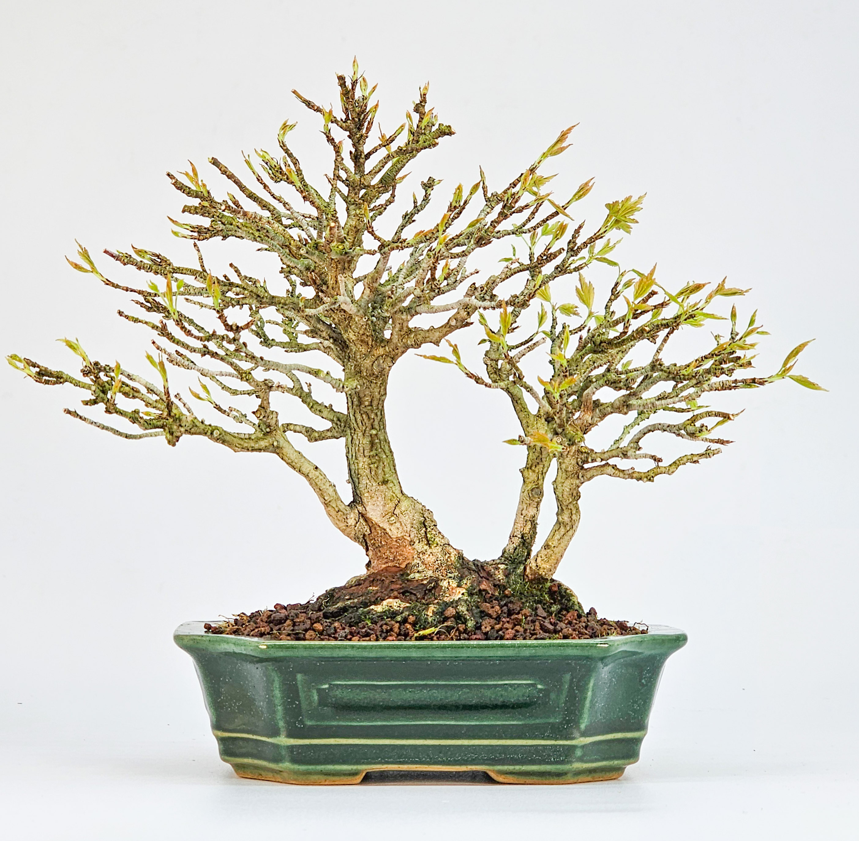 Bonsai Premium Dreispitzahorn - Acer buergerianum Shohin 14cm