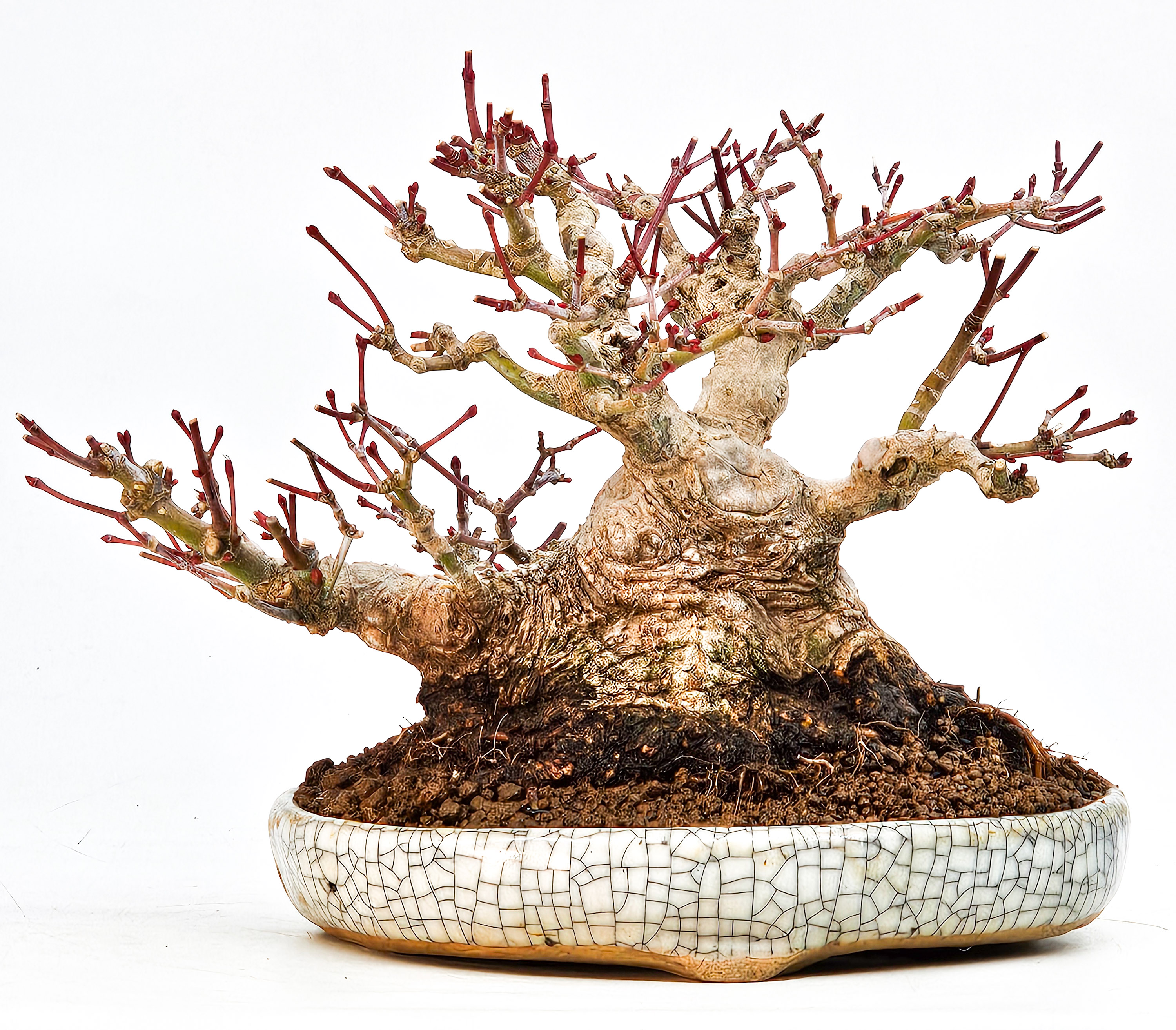 Bonsai Fächerahorn - Acer palmatum Shohin 13cm Video!!