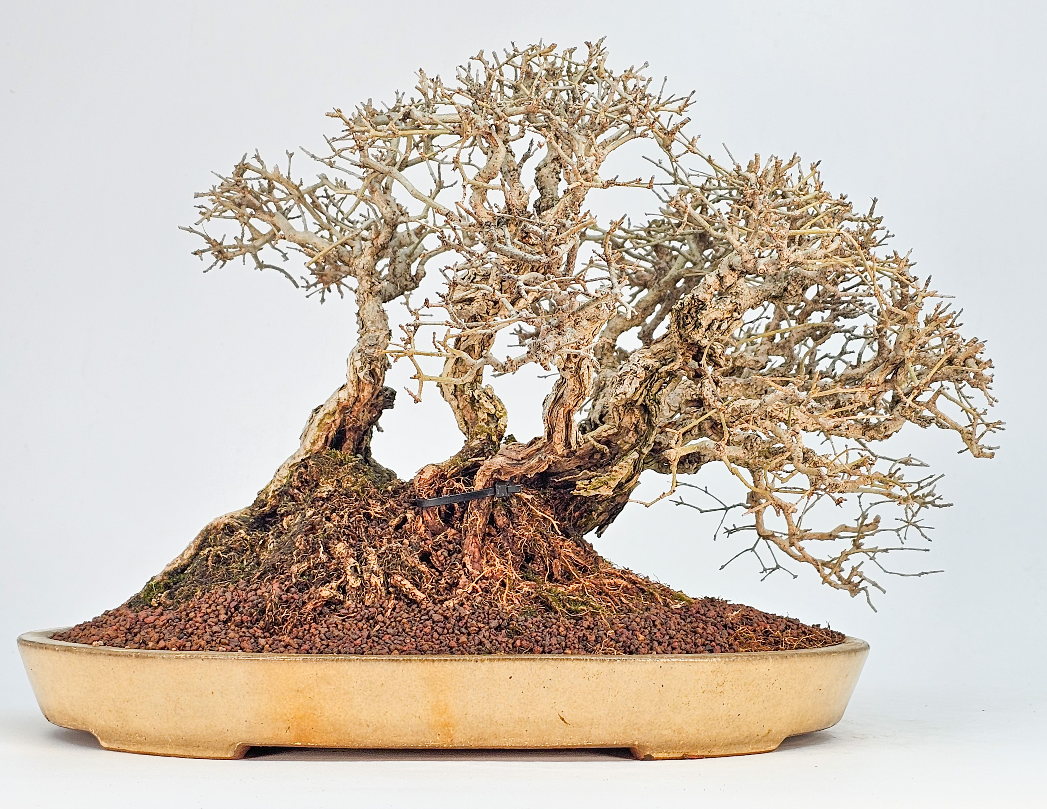 Bonsai Japanischer Liguster - Ligustrum japonicum 25cm