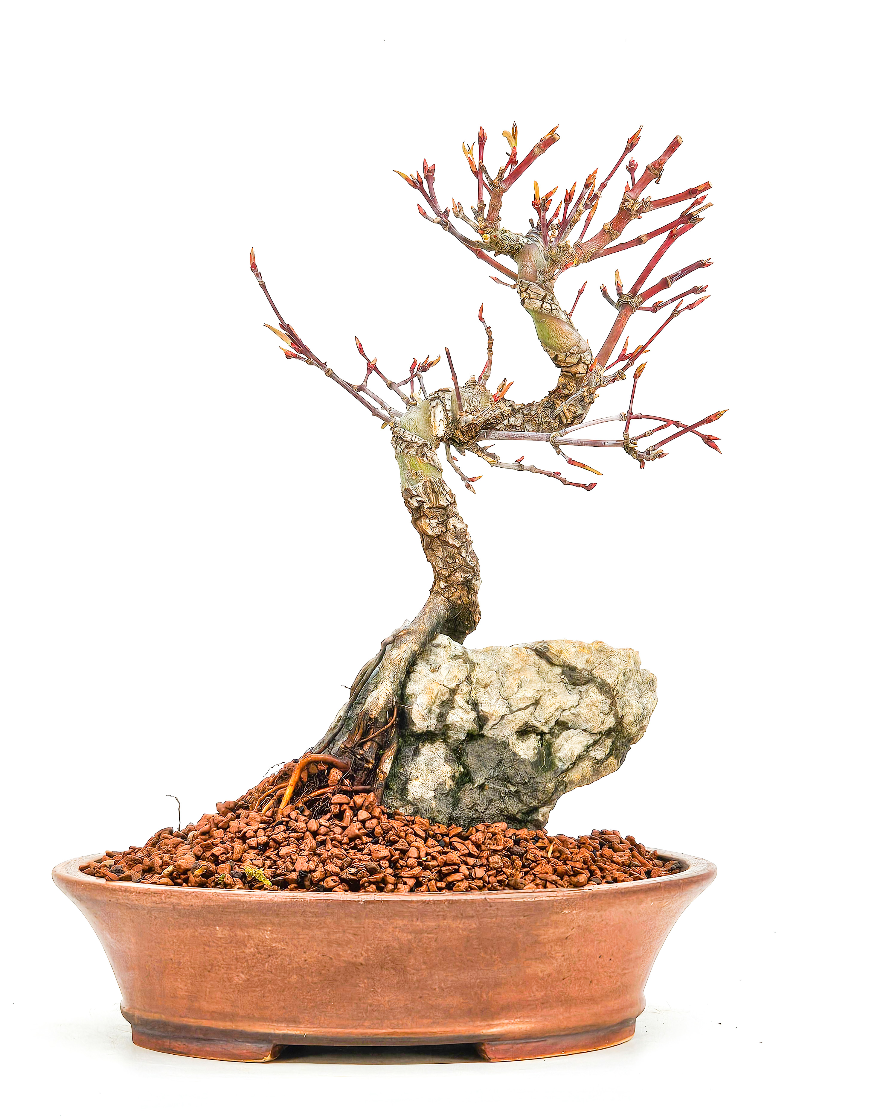 Bonsai Fächerahorn - Acer palmatum Arakawa 21cm  
