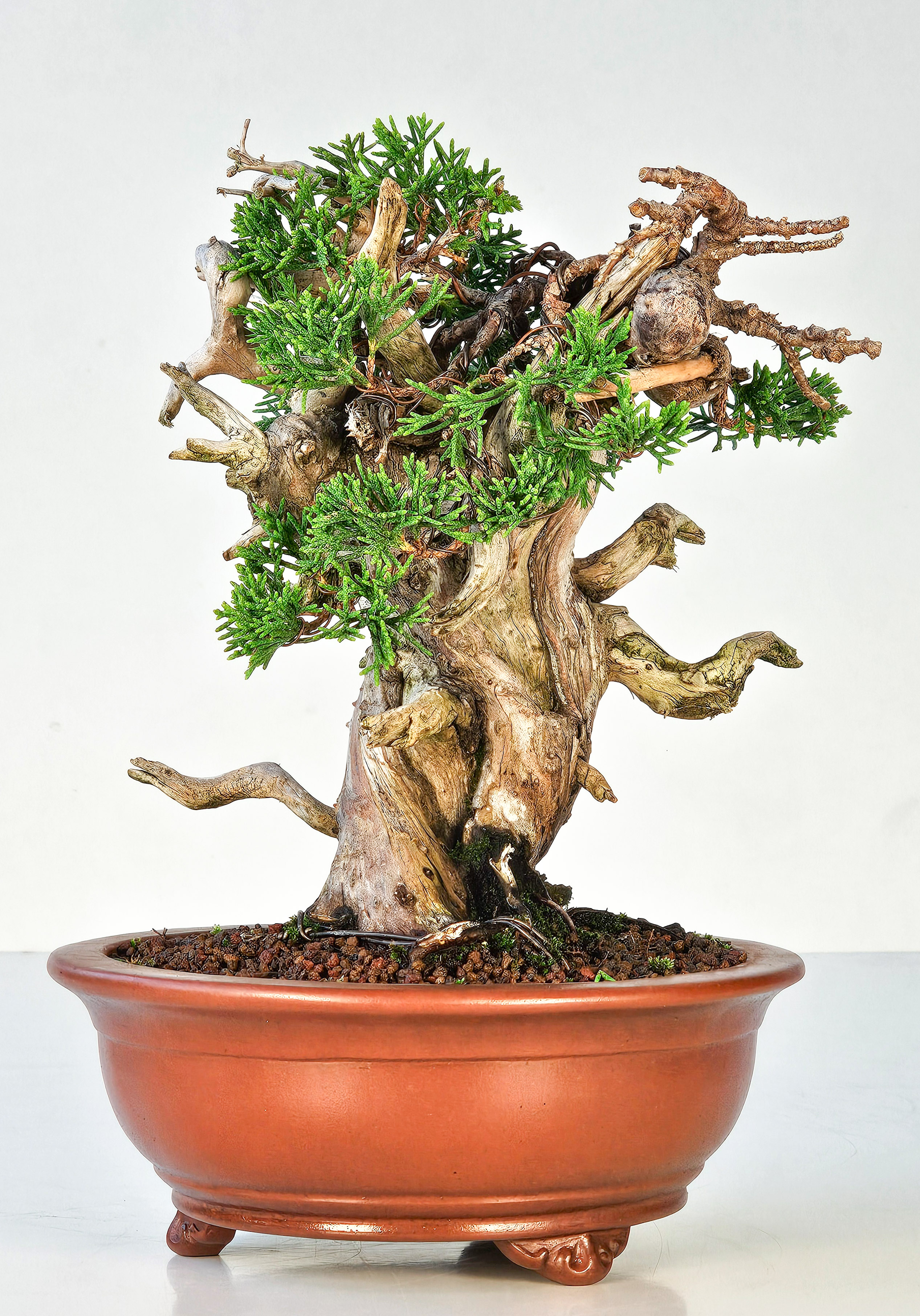 Bonsai Wacholder Juniperus Itoigawa Shohin 18cm 