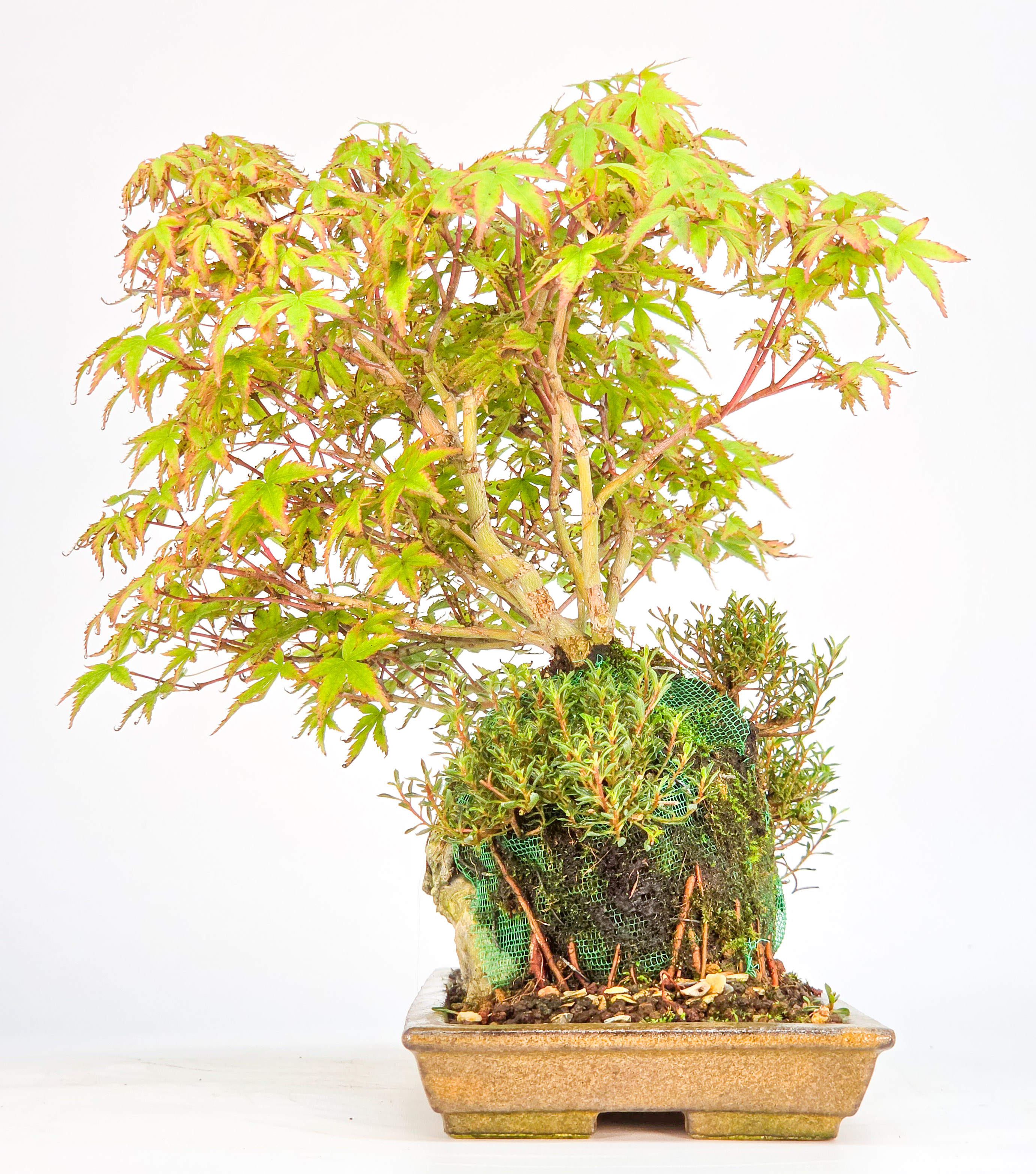 Bonsai Fächerahorn - Acer palmatum Tamahime Ishizuki Shohin 15cm Video!!