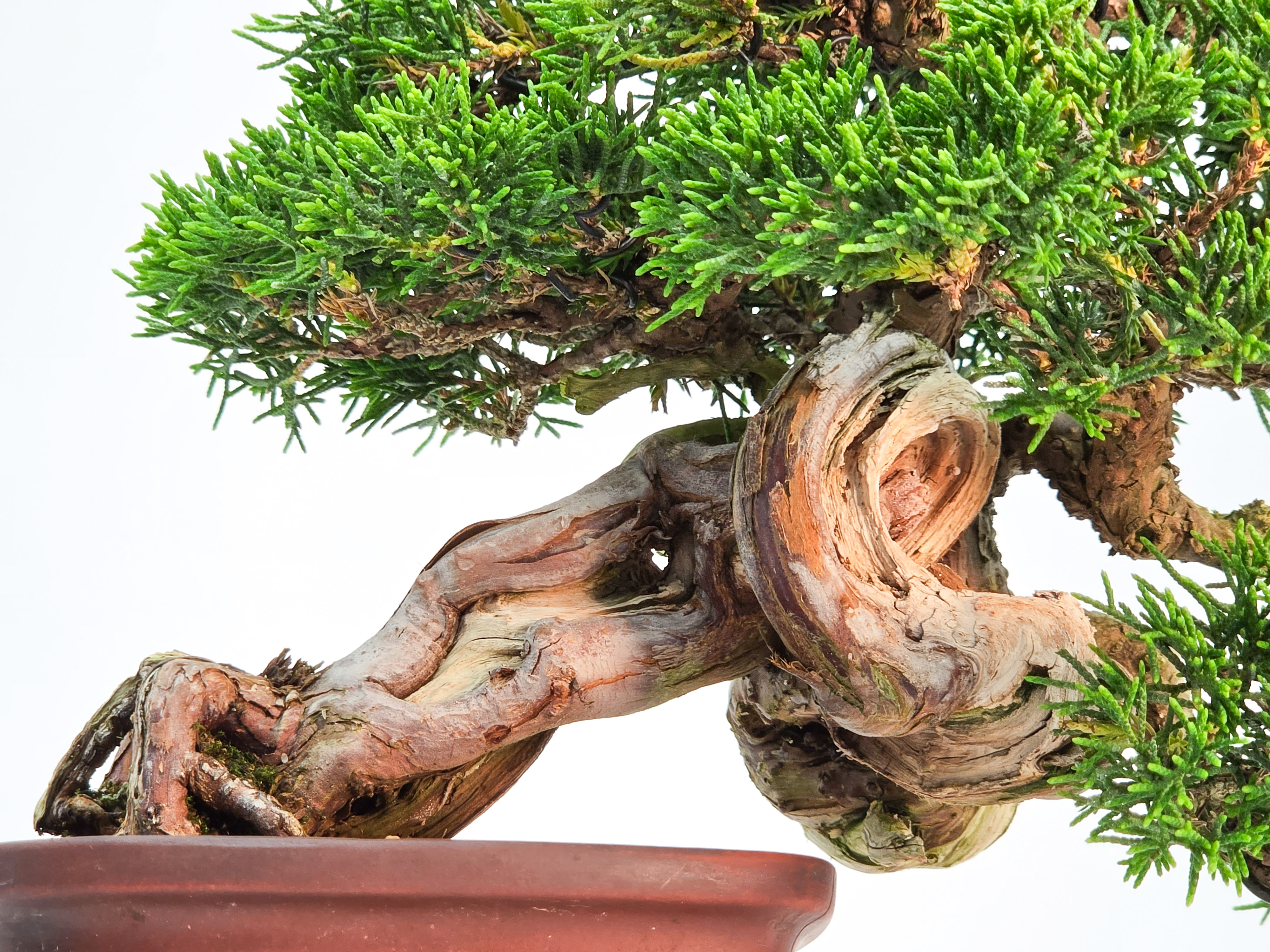Bonsai Wacholder - Juniperus chinensis Shohin 19cm